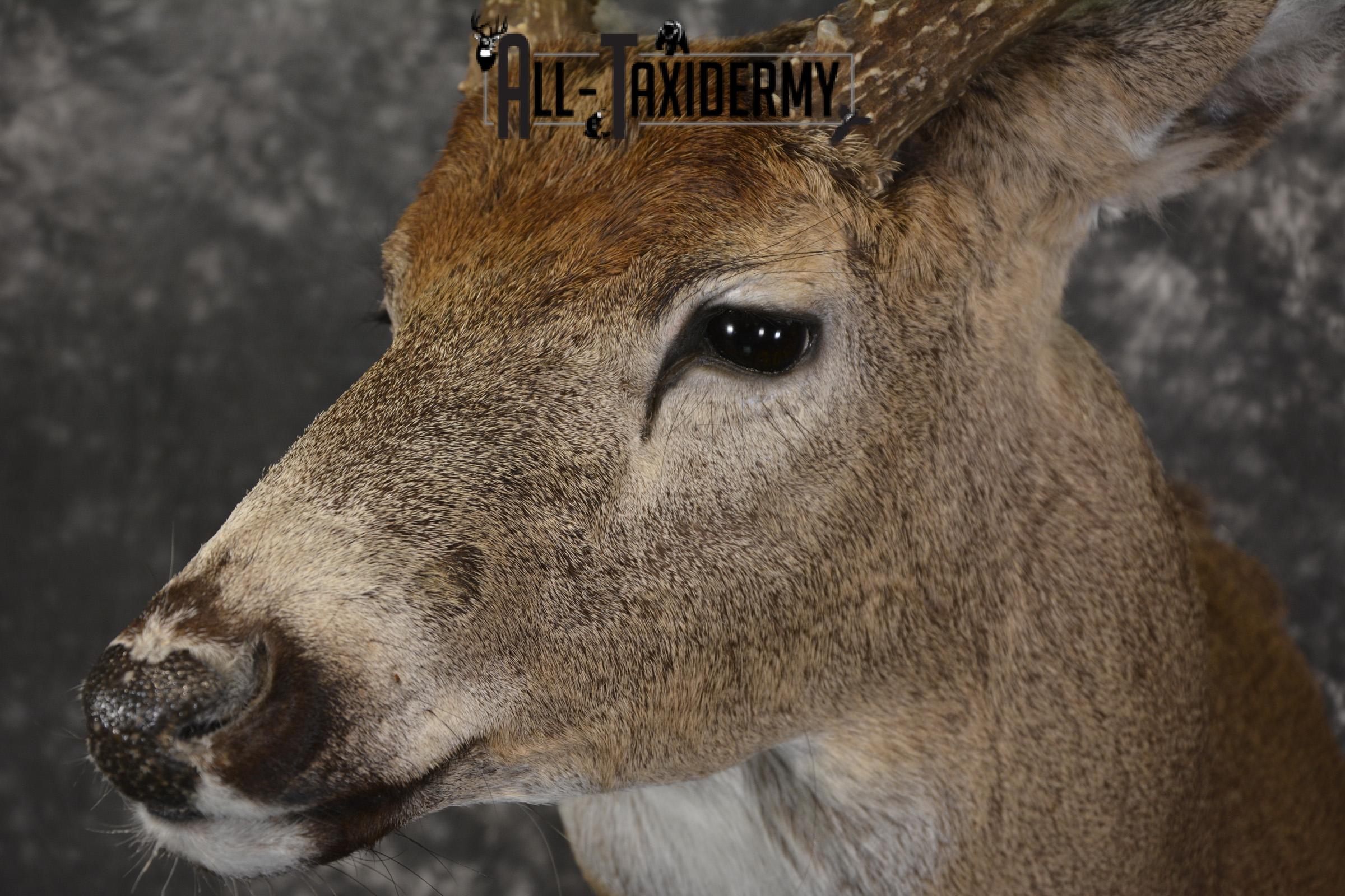 10 Point Whitetail taxidermy shoulder mount for sale SKU 2103 - Image 3