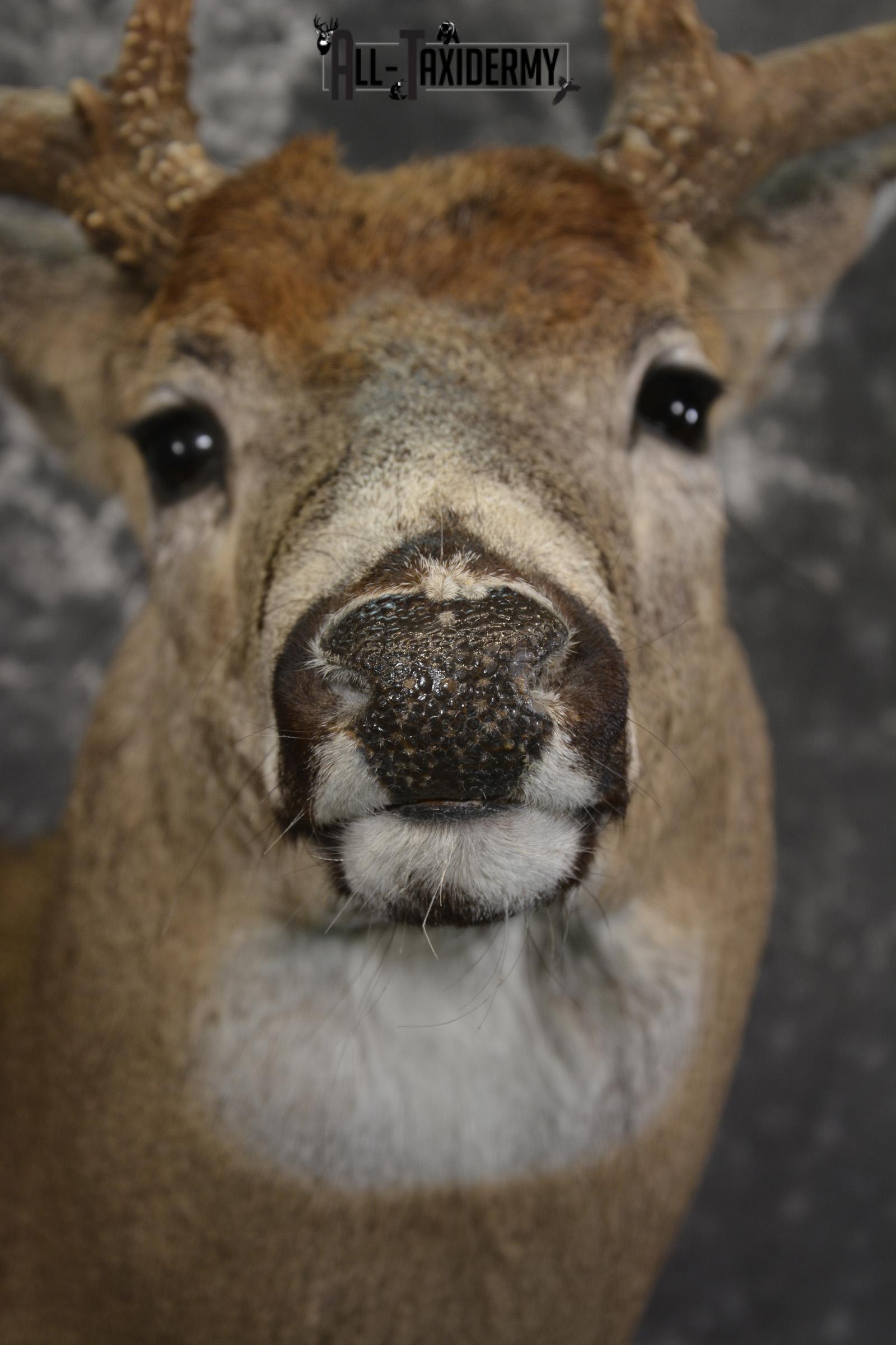 10 Point Whitetail taxidermy shoulder mount for sale SKU 2103 - Image 2