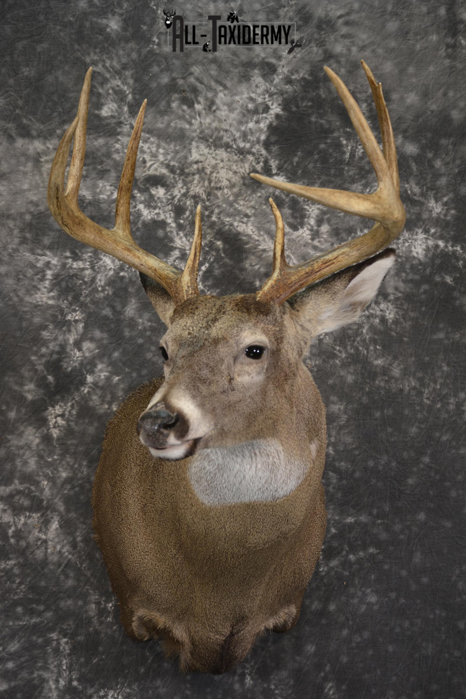 8 Point Whitetail taxidermy shoulder mount for sale SKU 2107