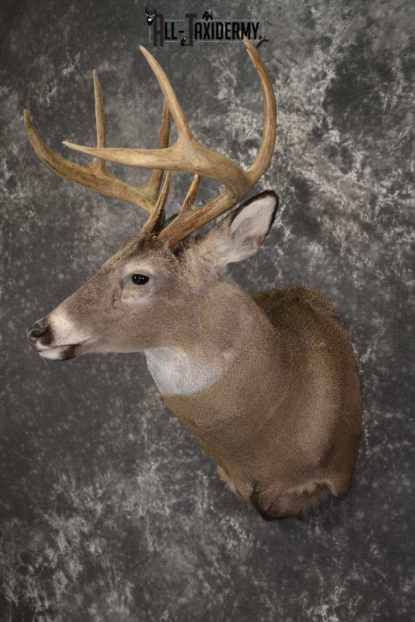 8 Point Whitetail taxidermy shoulder mount for sale SKU 2107 - Image 8