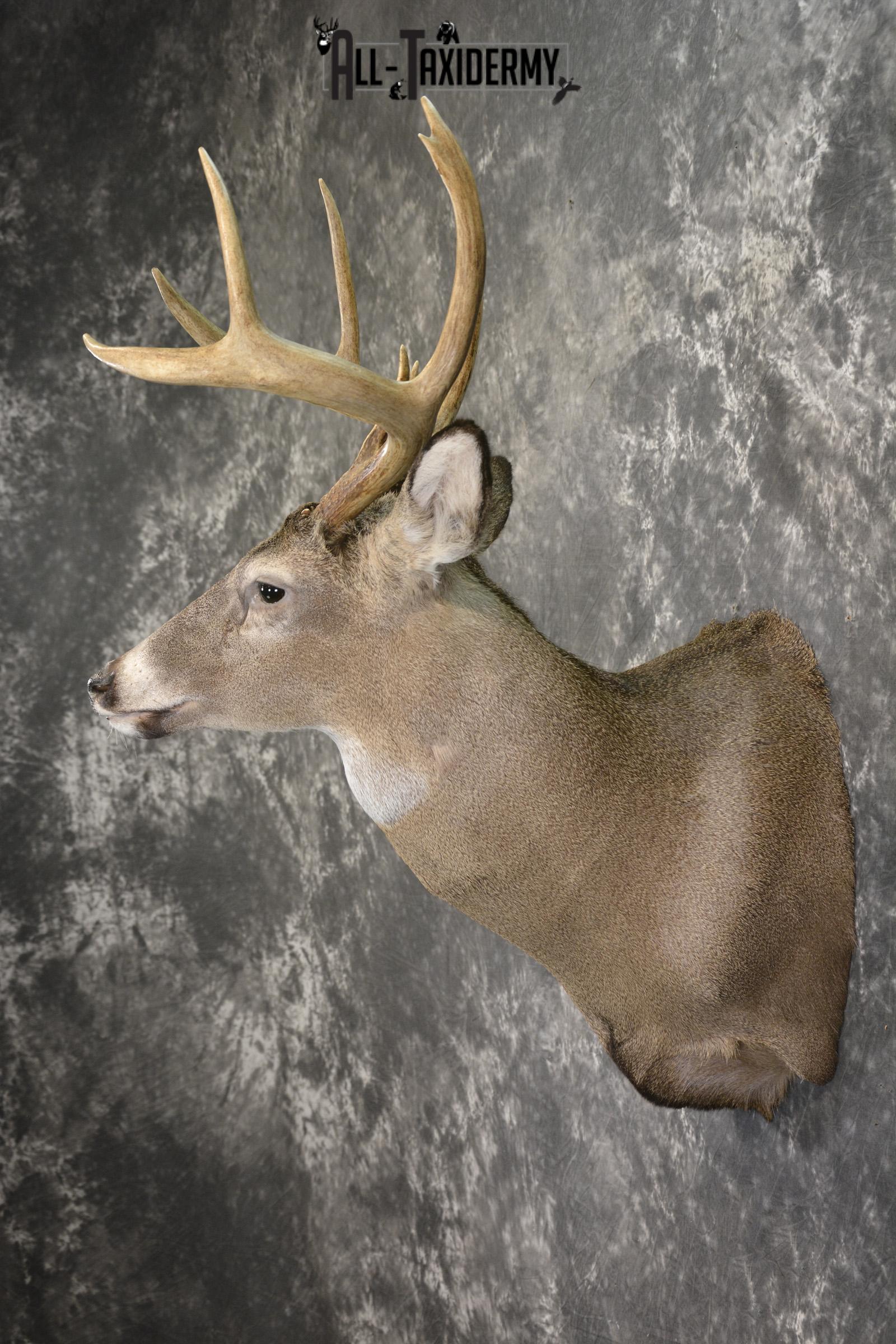 8 Point Whitetail taxidermy shoulder mount for sale SKU 2107 - Image 7