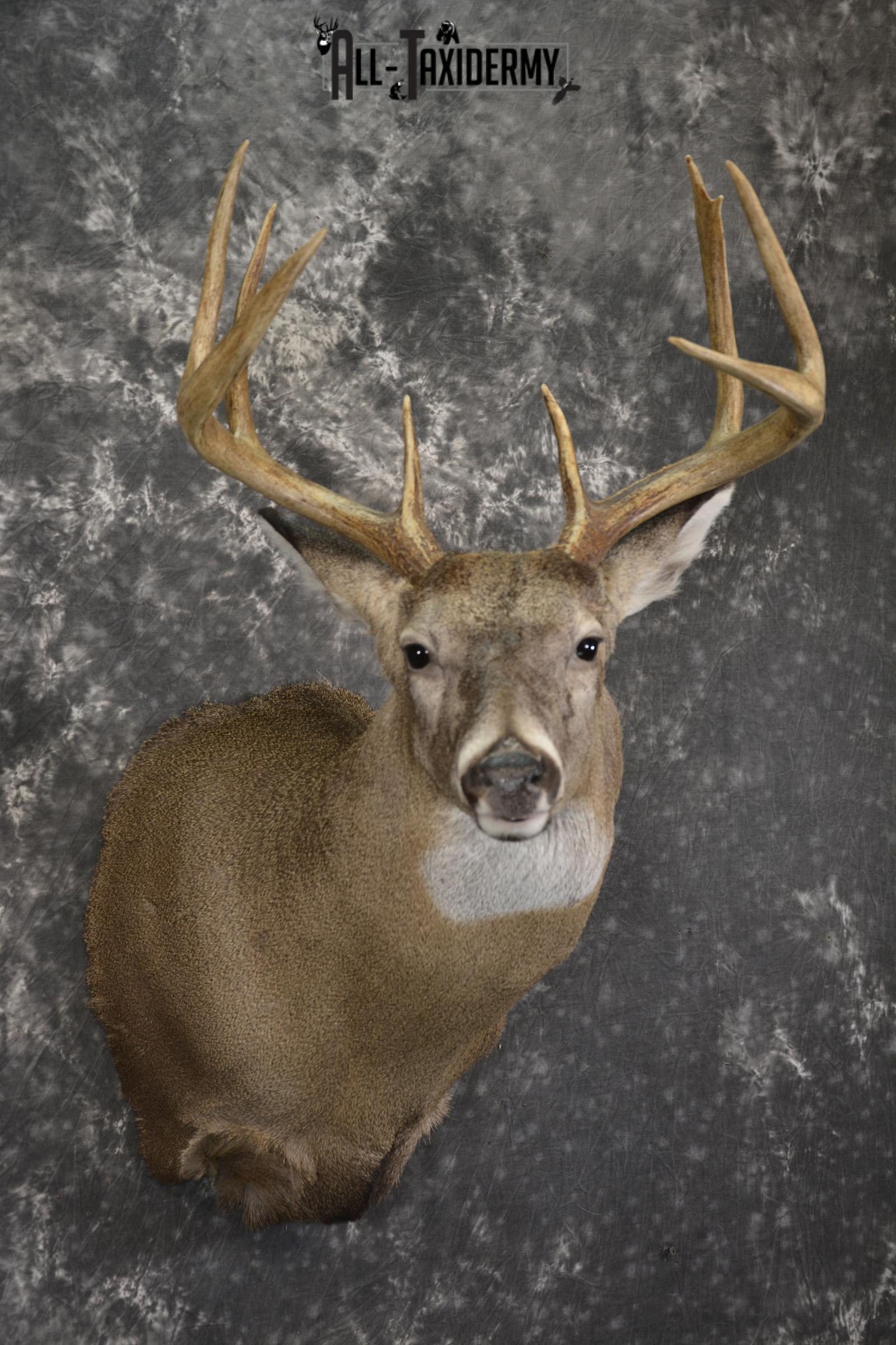 8 Point Whitetail taxidermy shoulder mount for sale SKU 2107 - Image 6