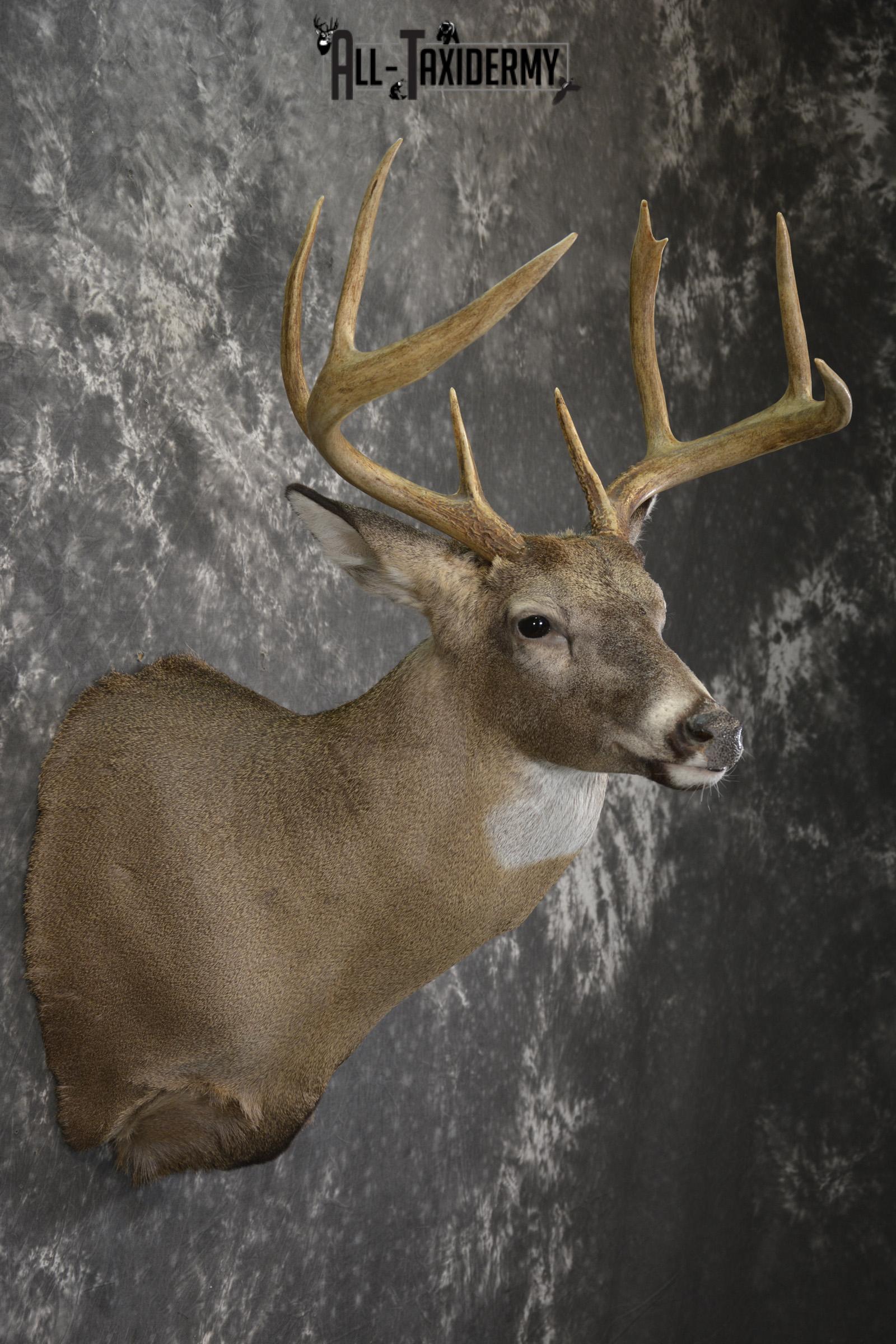 8 Point Whitetail taxidermy shoulder mount for sale SKU 2107 - Image 5