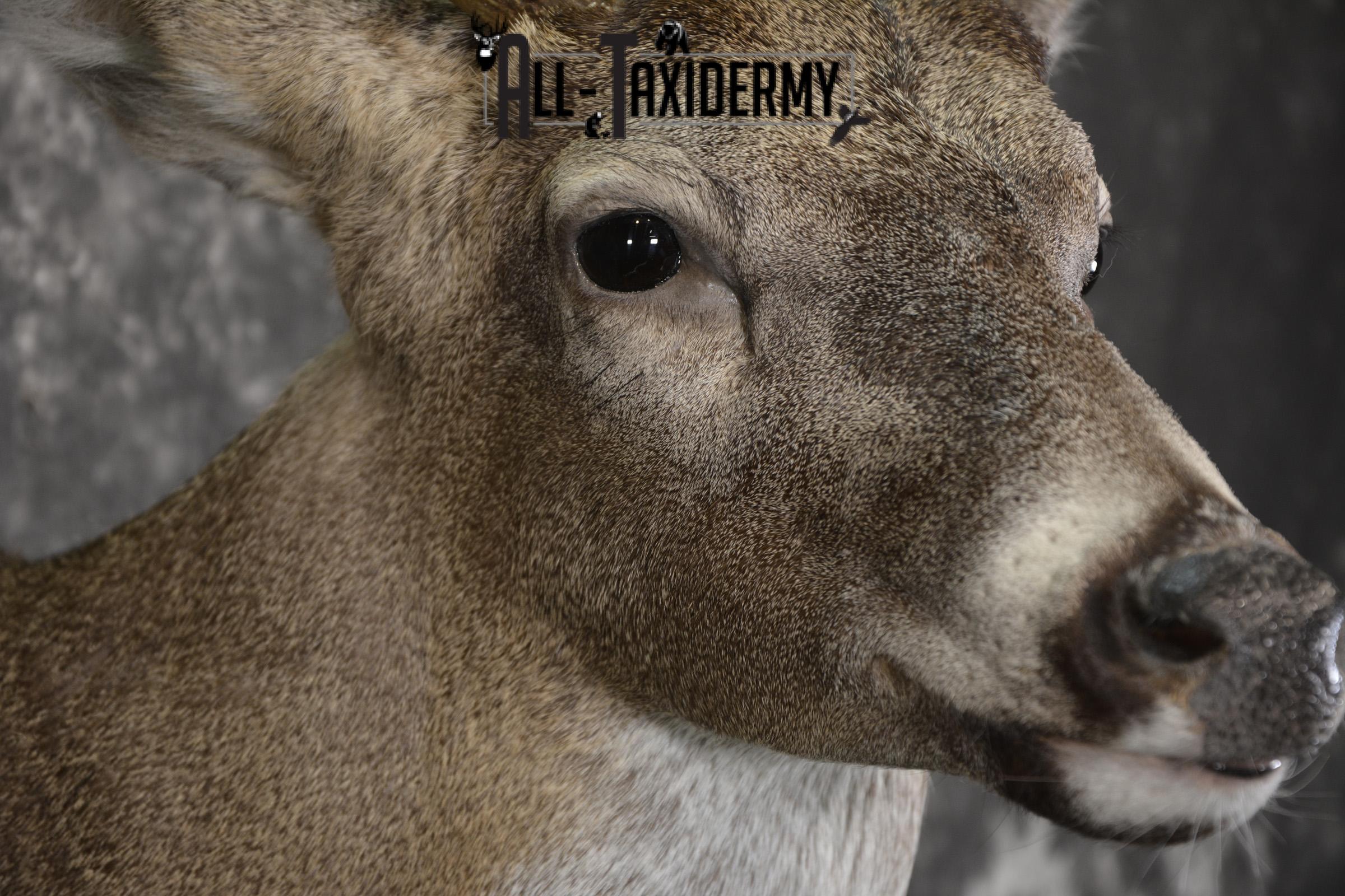 8 Point Whitetail taxidermy shoulder mount for sale SKU 2107 - Image 4