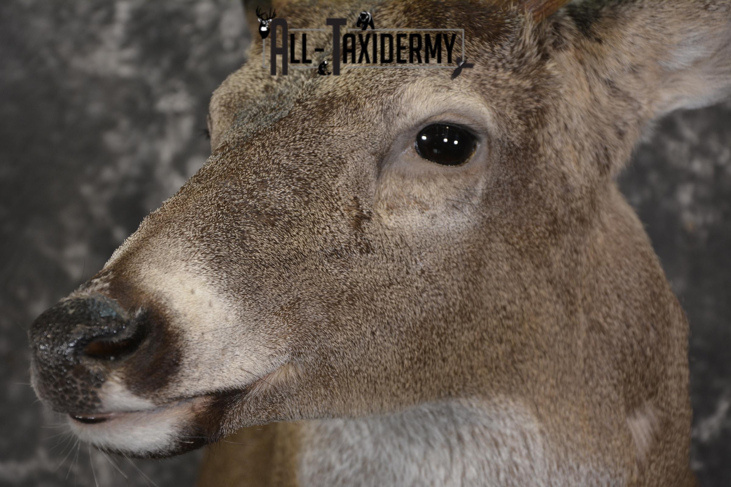 8 Point Whitetail taxidermy shoulder mount for sale SKU 2107 - Image 3