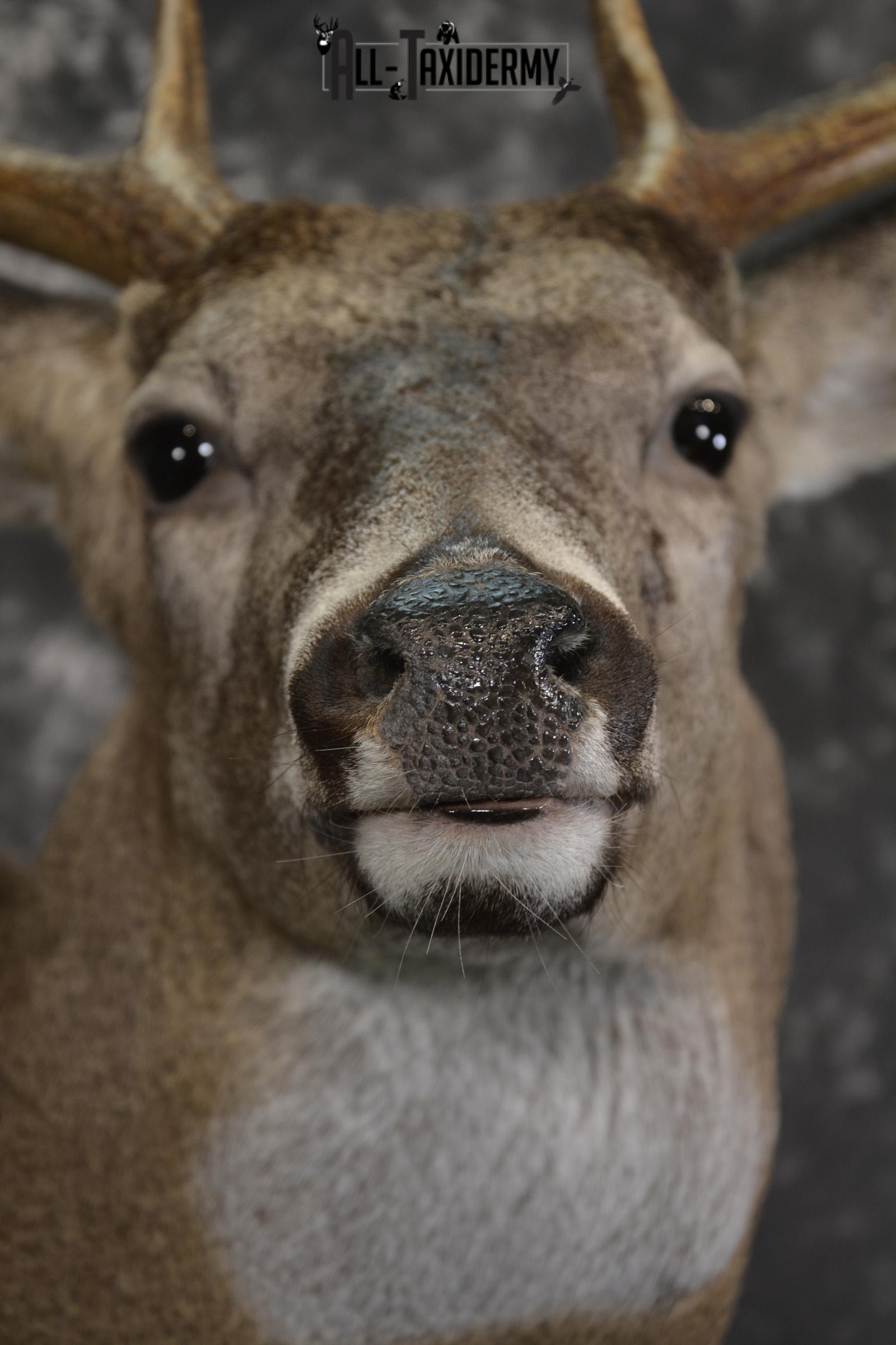 8 Point Whitetail taxidermy shoulder mount for sale SKU 2107 - Image 2