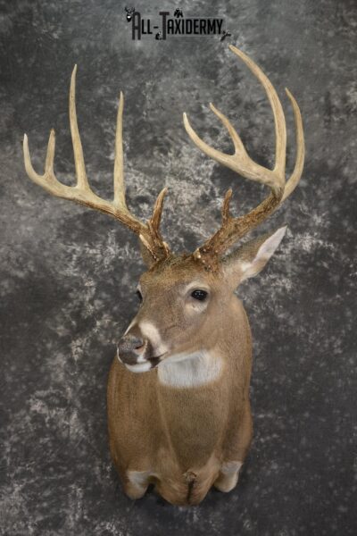 14 Point whitetail taxidermy shoulder mount for sale SKU 2104