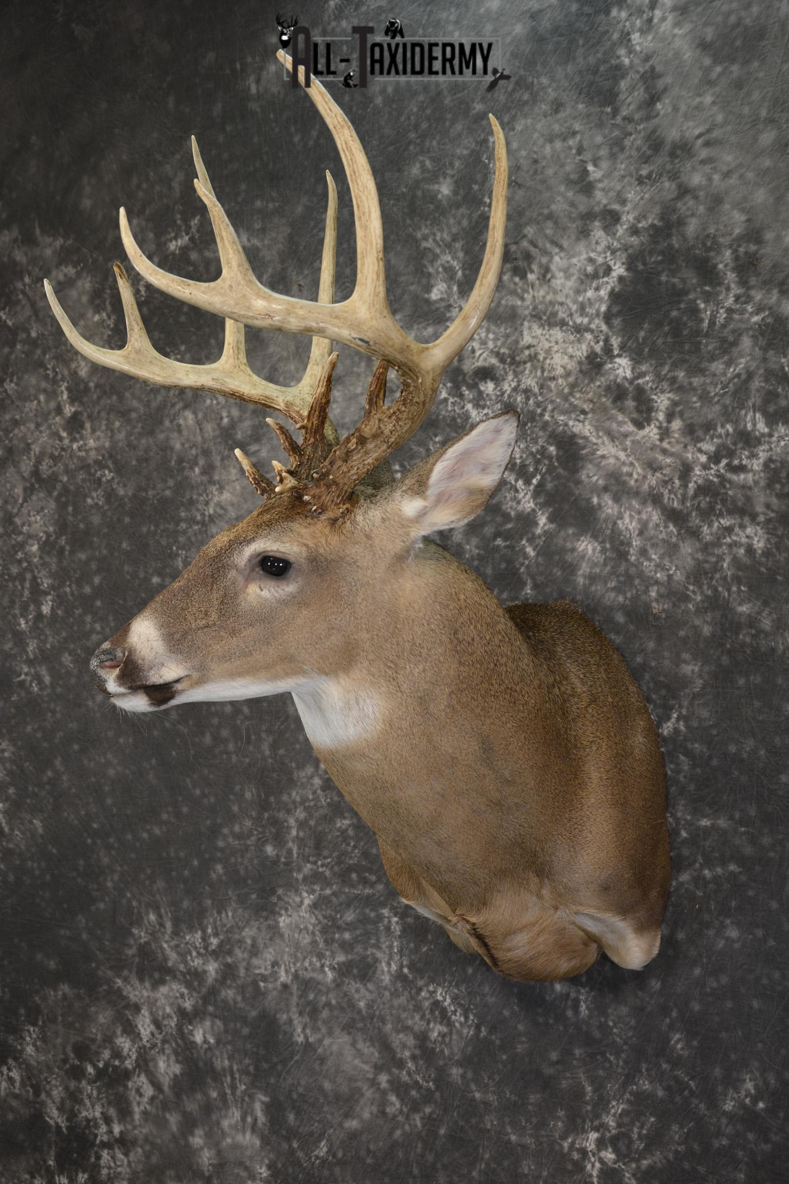 14 Point whitetail taxidermy shoulder mount for sale SKU 2104 - Image 8