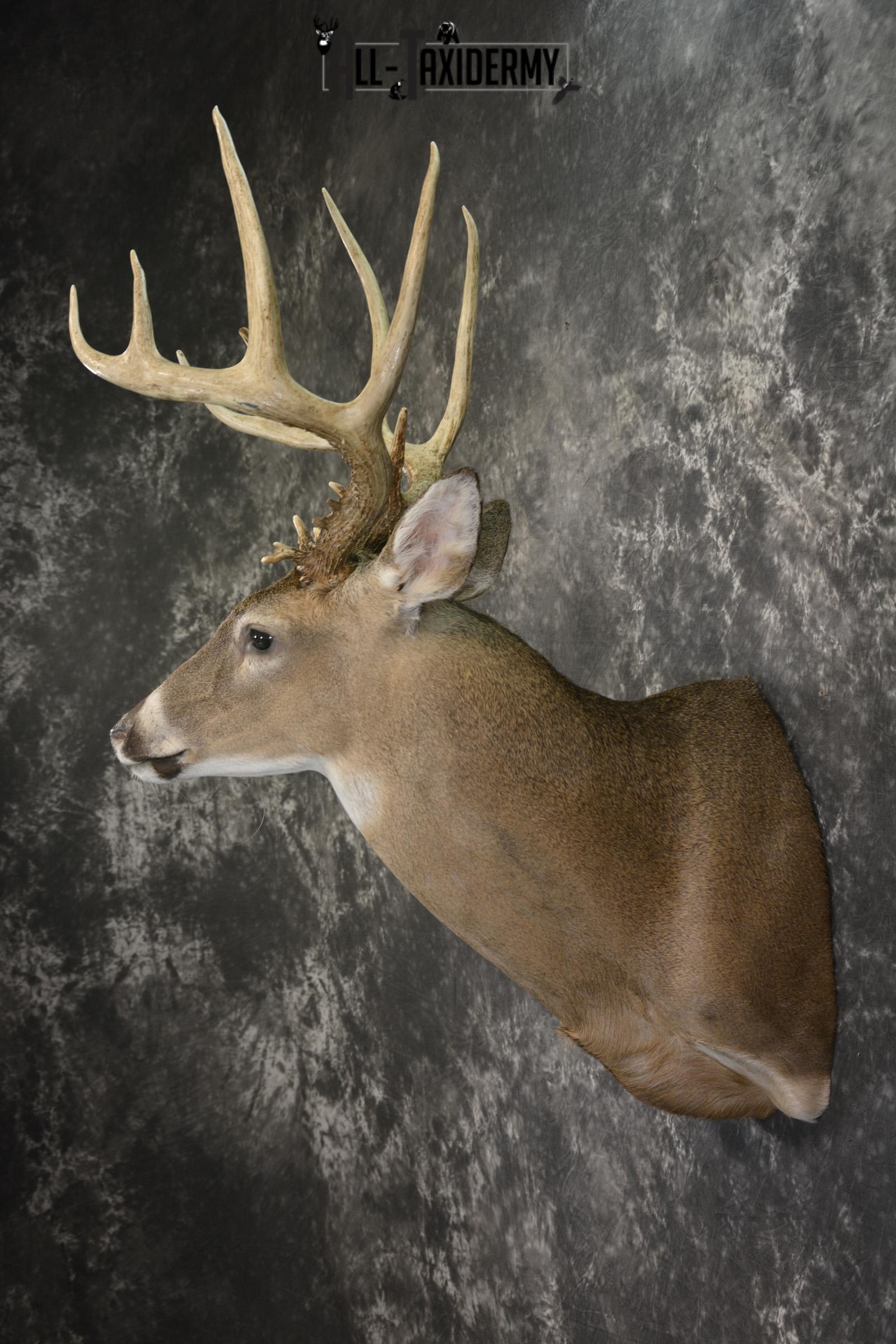 14 Point whitetail taxidermy shoulder mount for sale SKU 2104 - Image 7