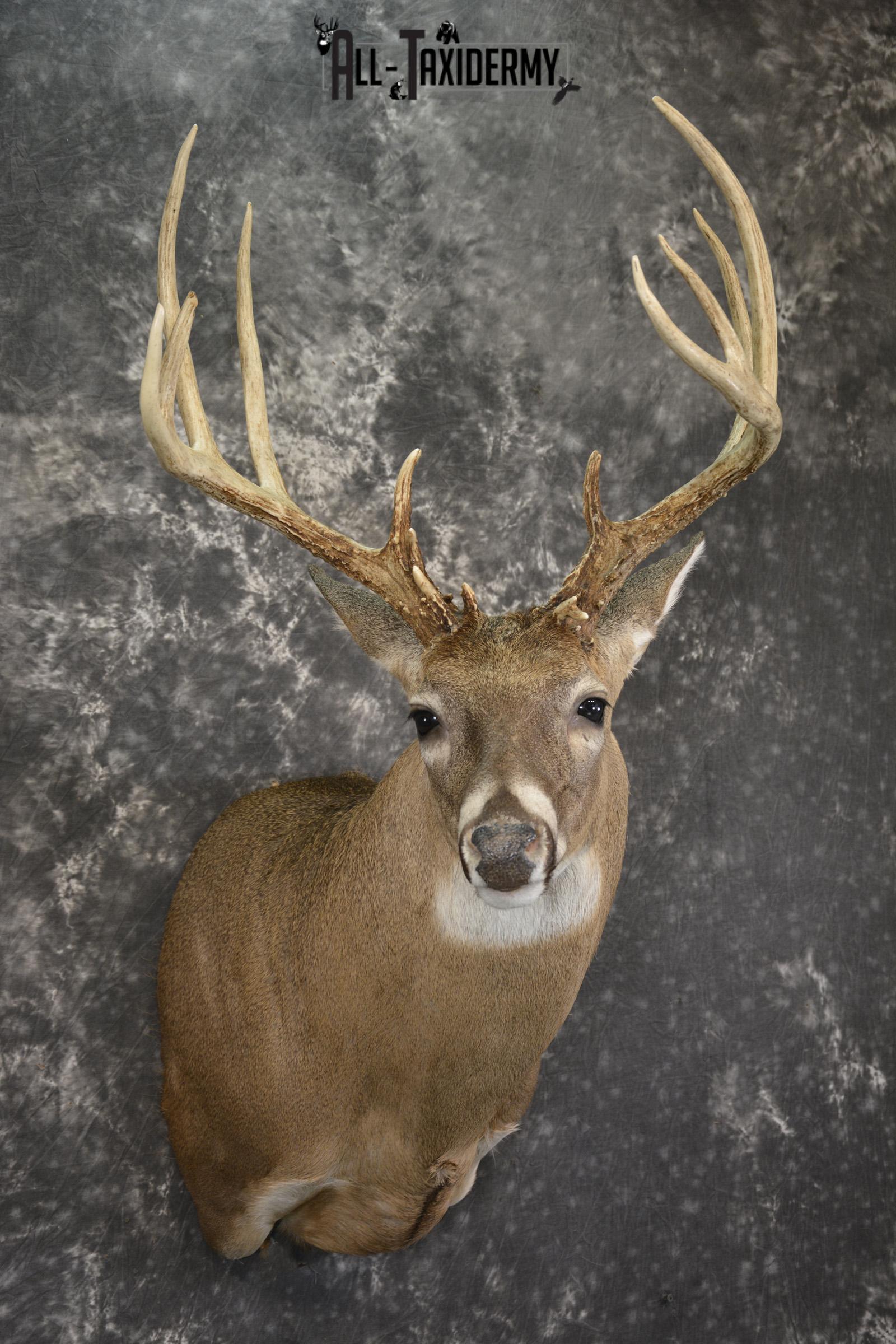 14 Point whitetail taxidermy shoulder mount for sale SKU 2104 - Image 6