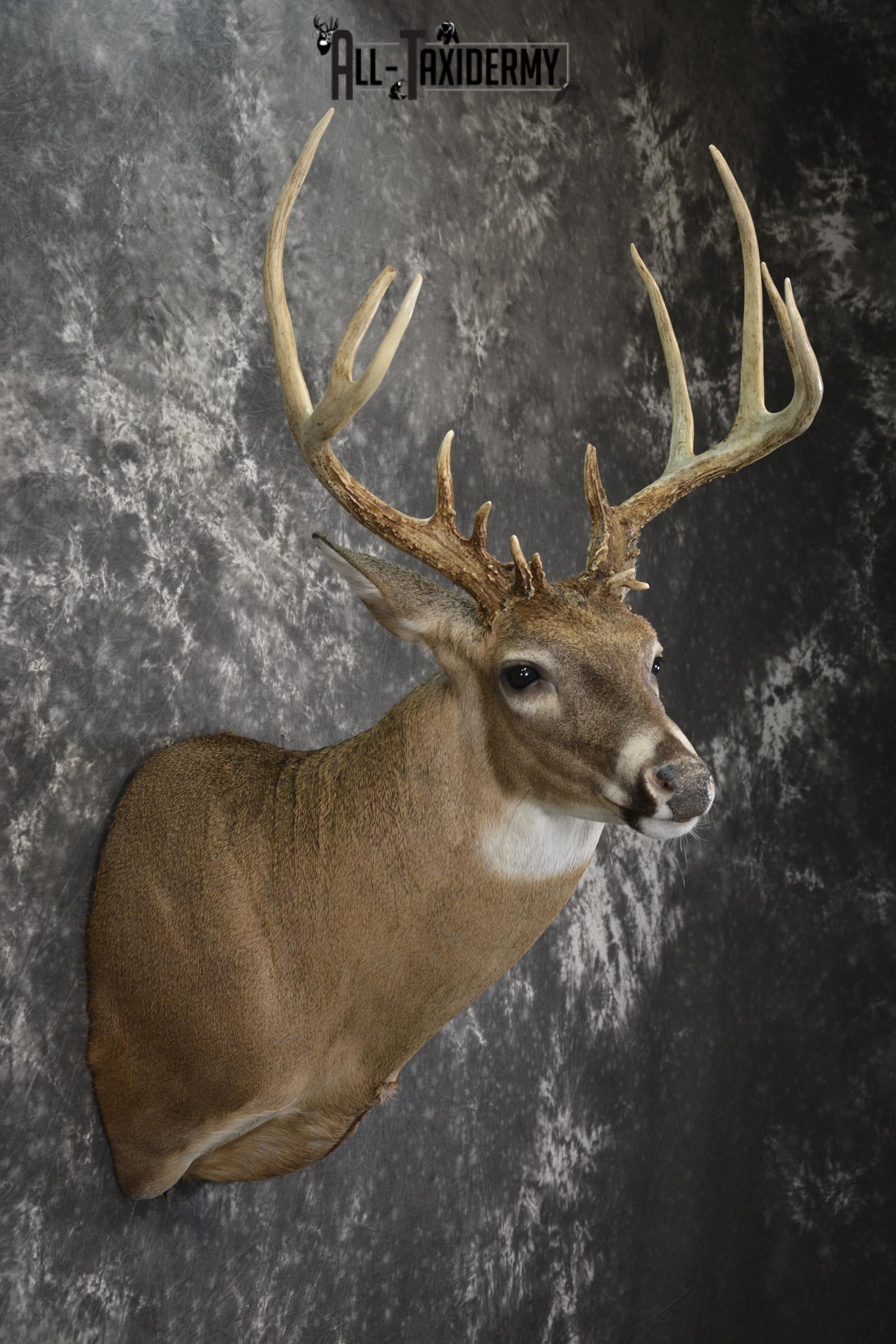 14 Point whitetail taxidermy shoulder mount for sale SKU 2104 - Image 5
