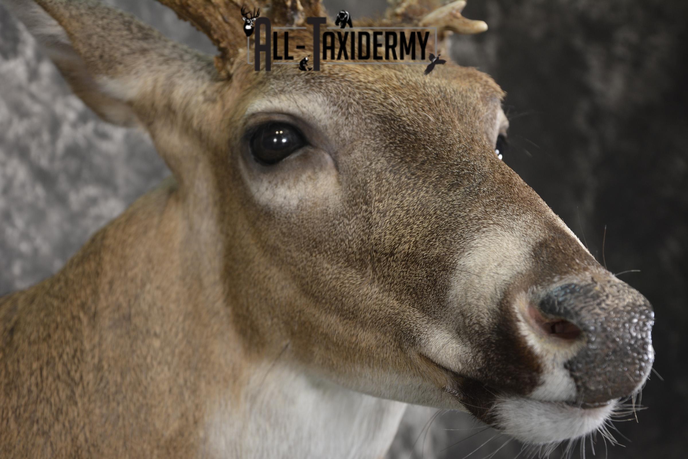 14 Point whitetail taxidermy shoulder mount for sale SKU 2104 - Image 4