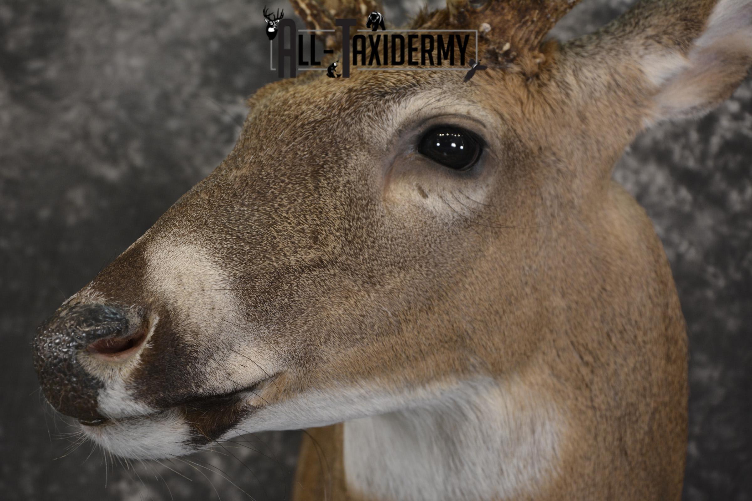 14 Point whitetail taxidermy shoulder mount for sale SKU 2104 - Image 3