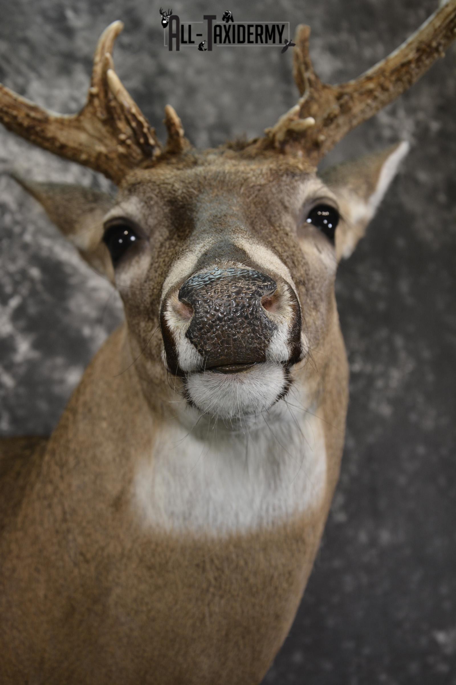 14 Point whitetail taxidermy shoulder mount for sale SKU 2104 - Image 2