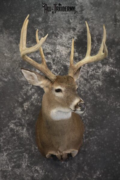 8 Point whitetail taxidermy shoulder mount for sale SKU 2109