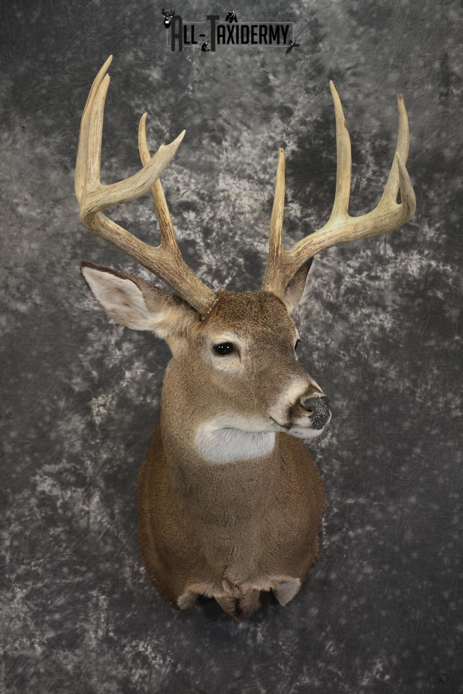8 Point whitetail taxidermy shoulder mount for sale SKU 2109