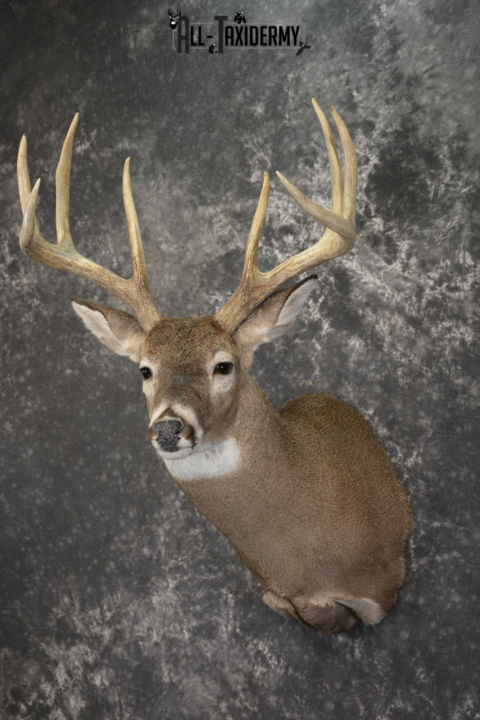 8 Point whitetail taxidermy shoulder mount for sale SKU 2109 - Image 8