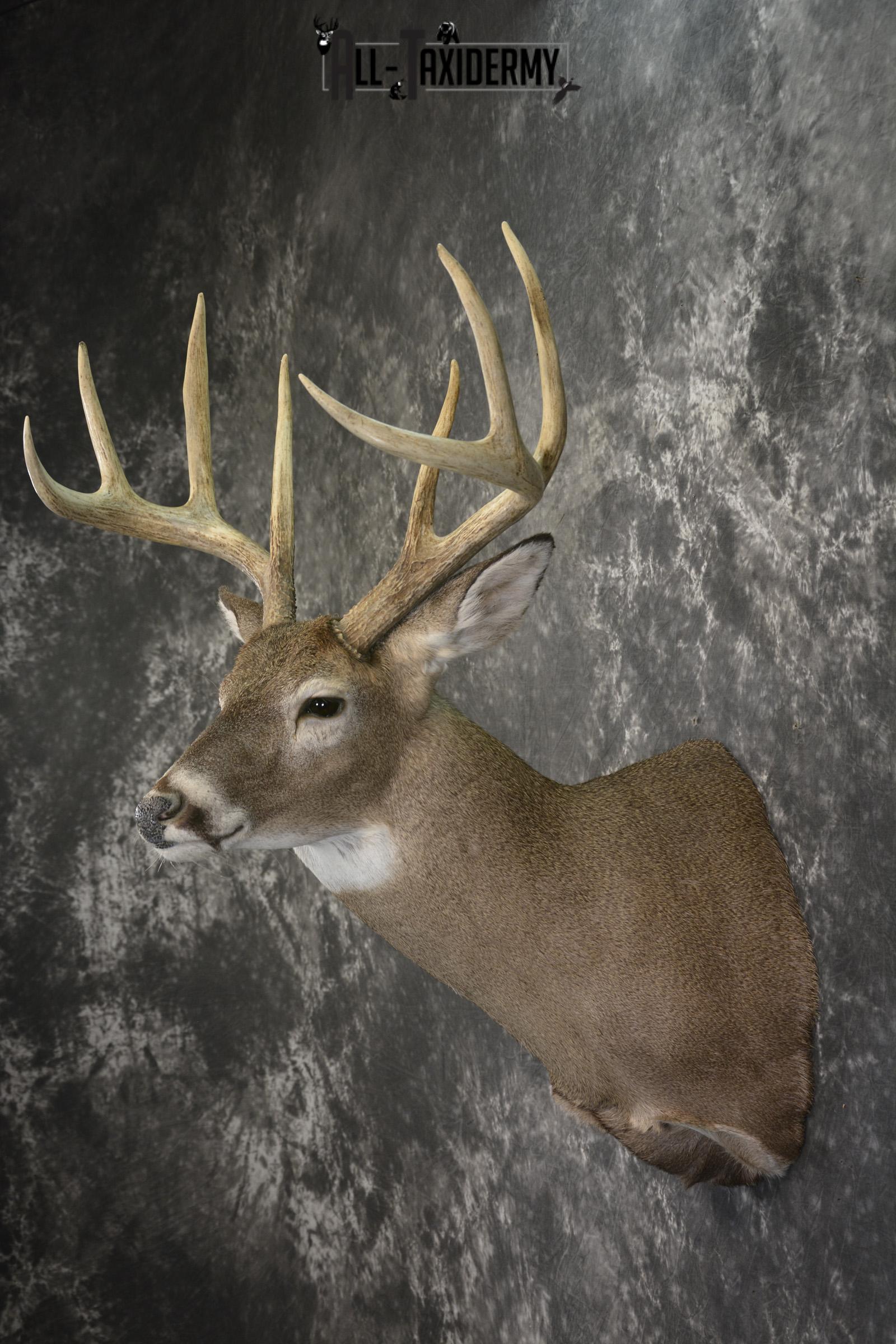 8 Point whitetail taxidermy shoulder mount for sale SKU 2109 - Image 7