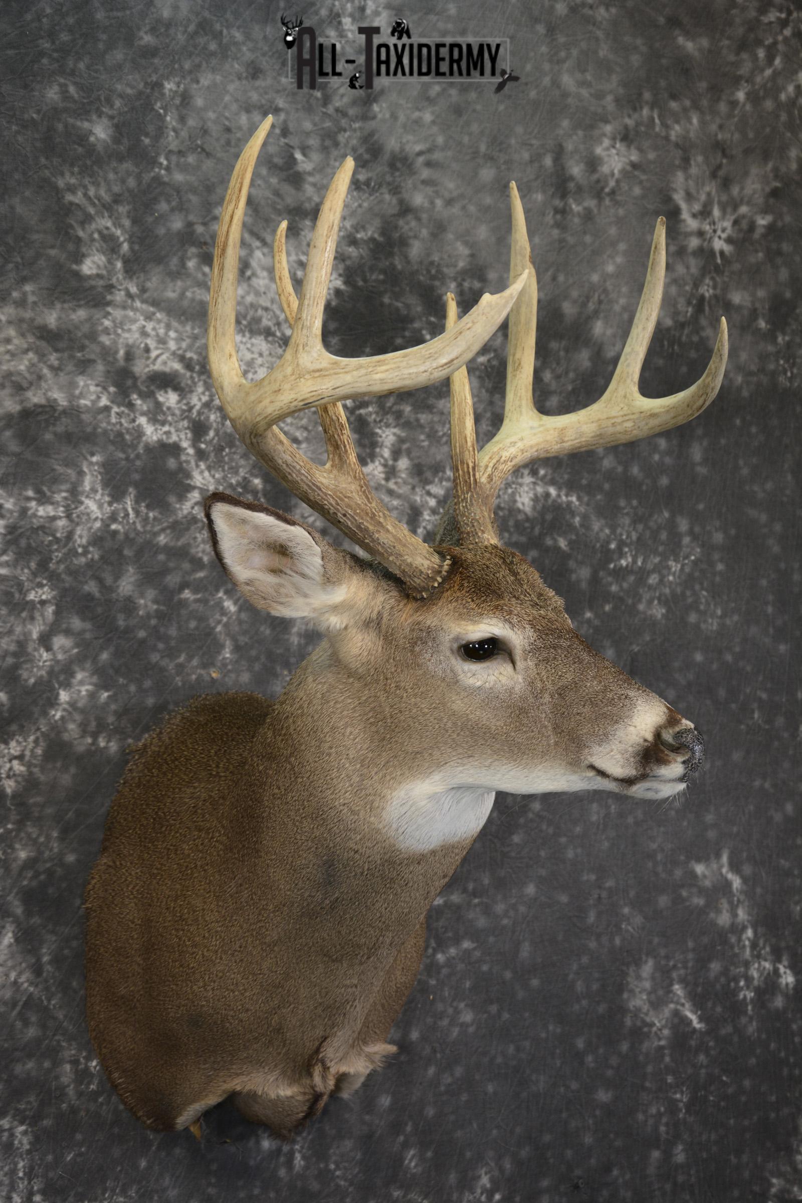 8 Point whitetail taxidermy shoulder mount for sale SKU 2109 - Image 6