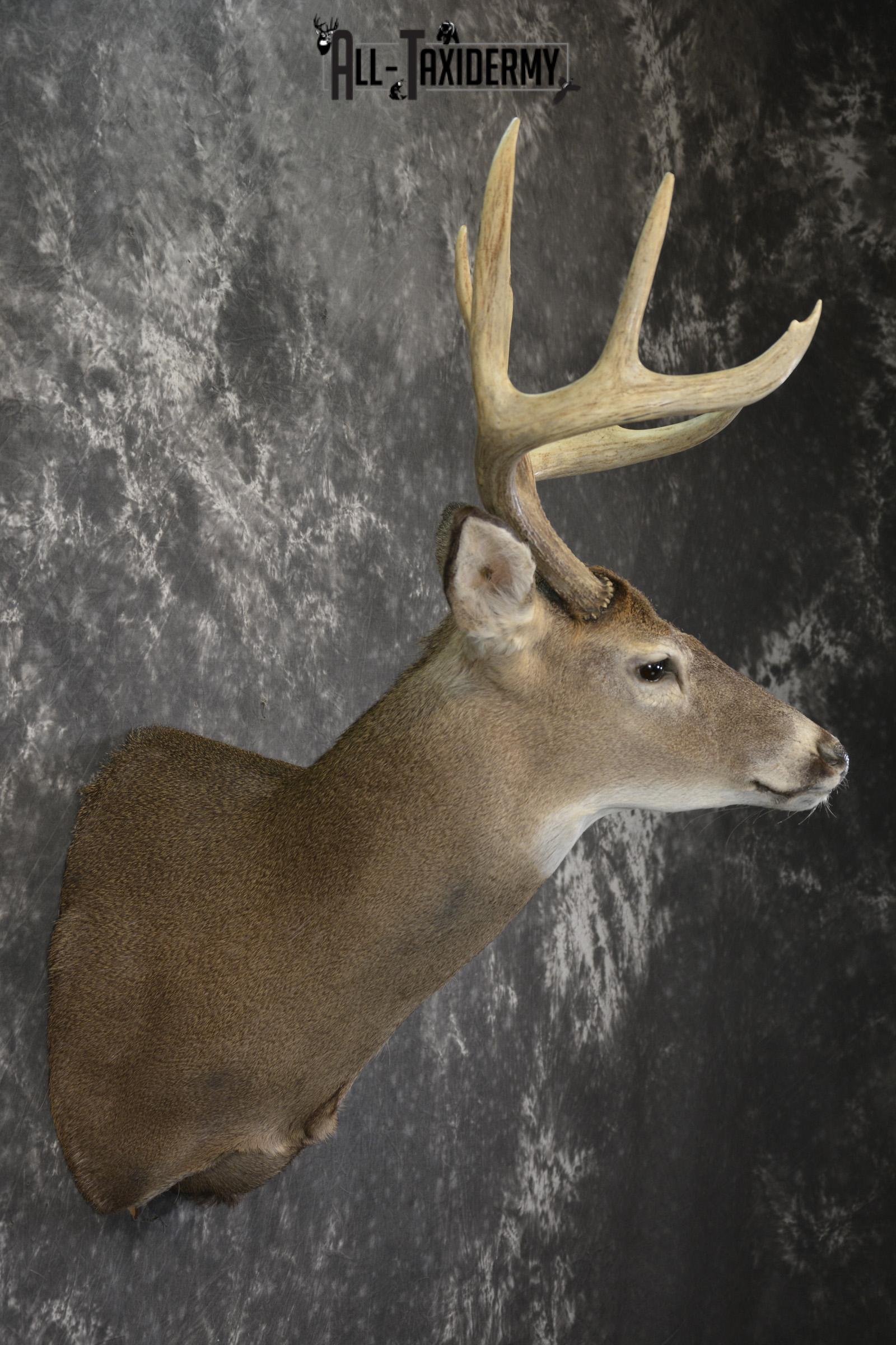 8 Point whitetail taxidermy shoulder mount for sale SKU 2109 - Image 5