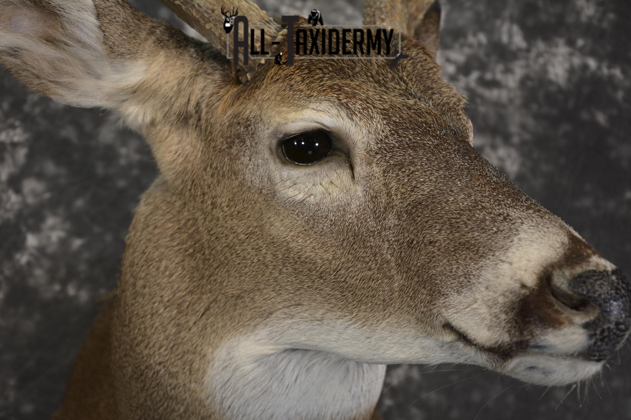 8 Point whitetail taxidermy shoulder mount for sale SKU 2109 - Image 4
