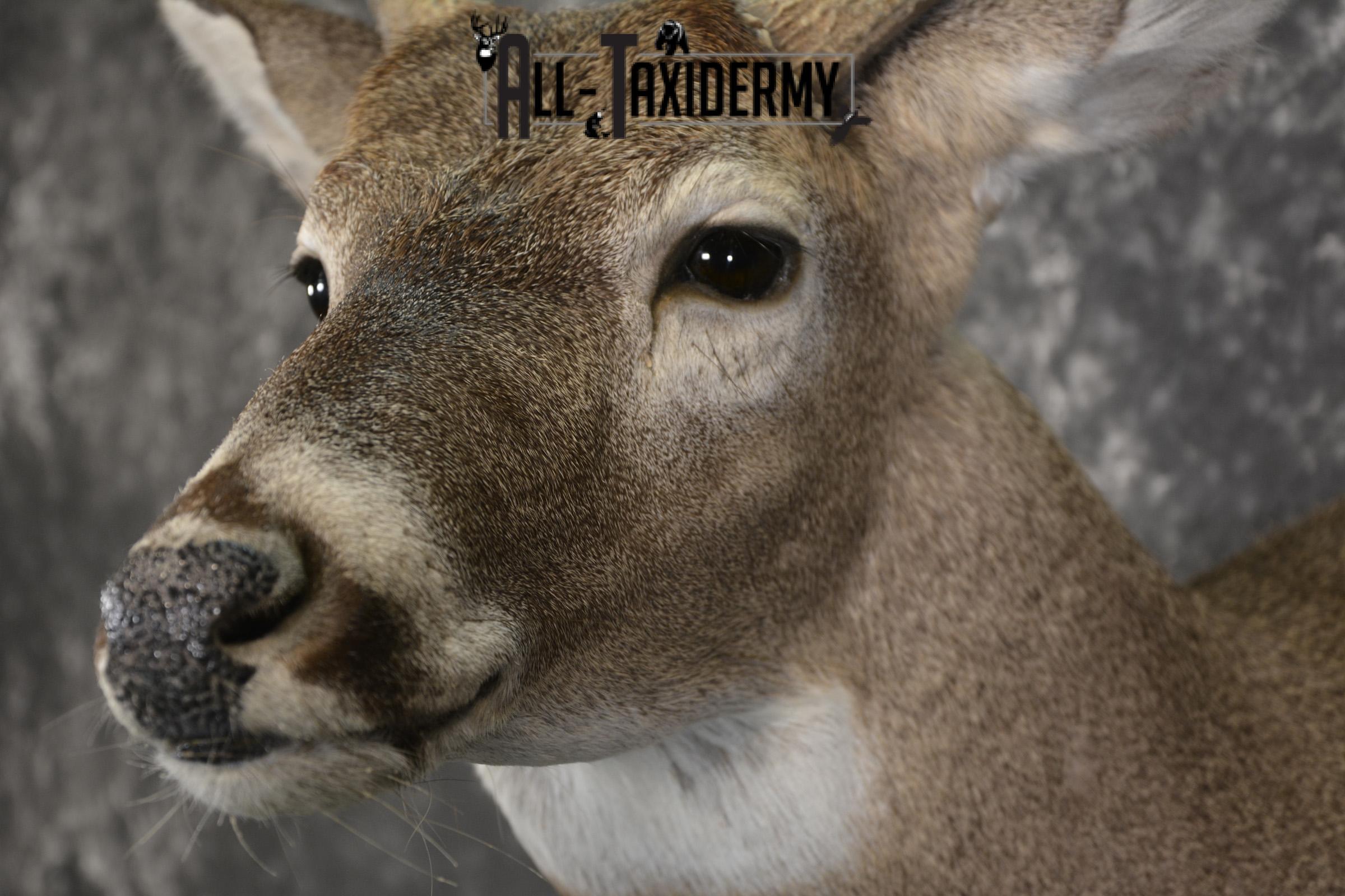 8 Point whitetail taxidermy shoulder mount for sale SKU 2109 - Image 3