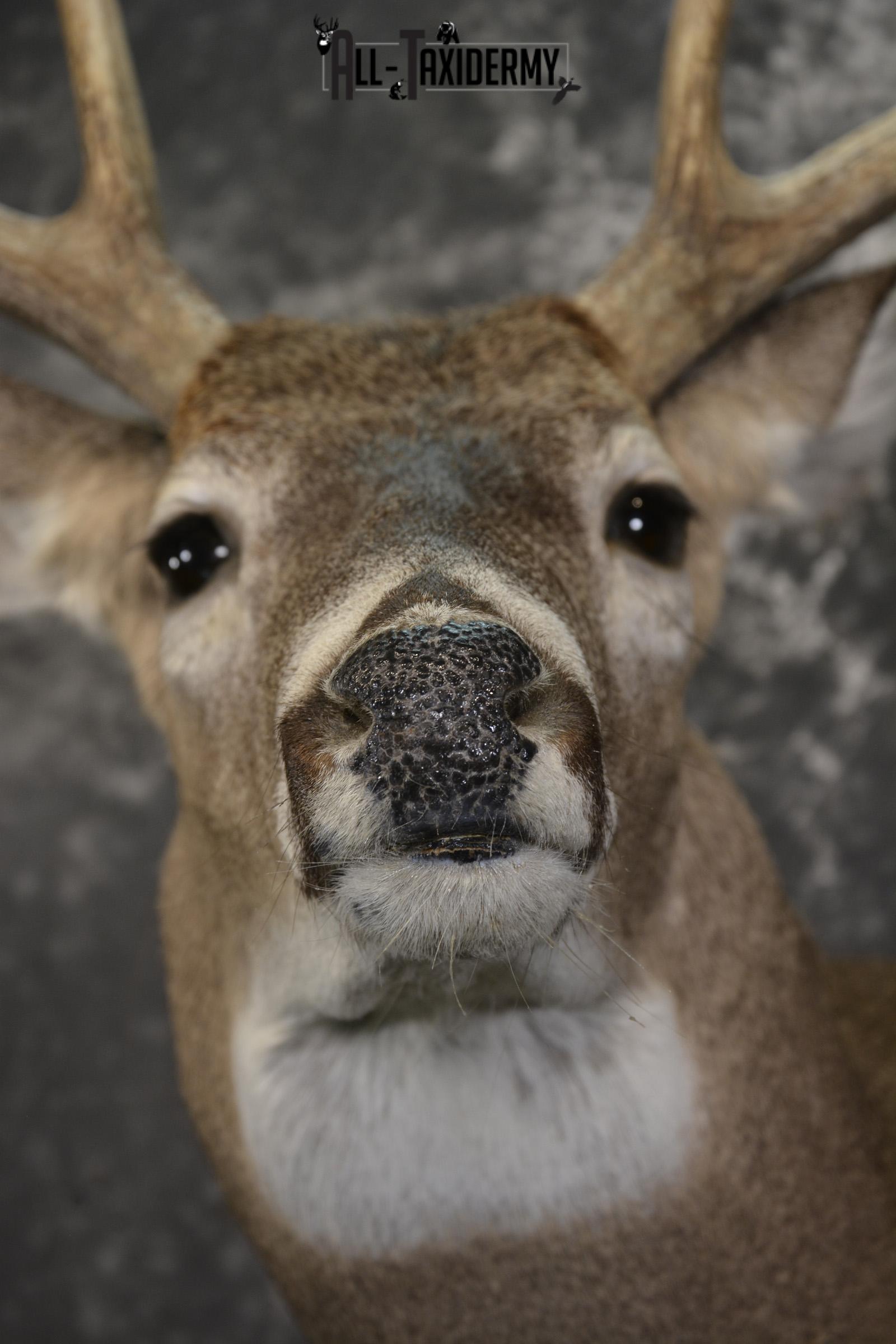 8 Point whitetail taxidermy shoulder mount for sale SKU 2109 - Image 2