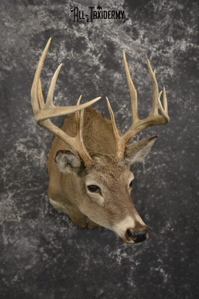 14 Point whitetail taxidermy shoulder mount for sale SKU 2106