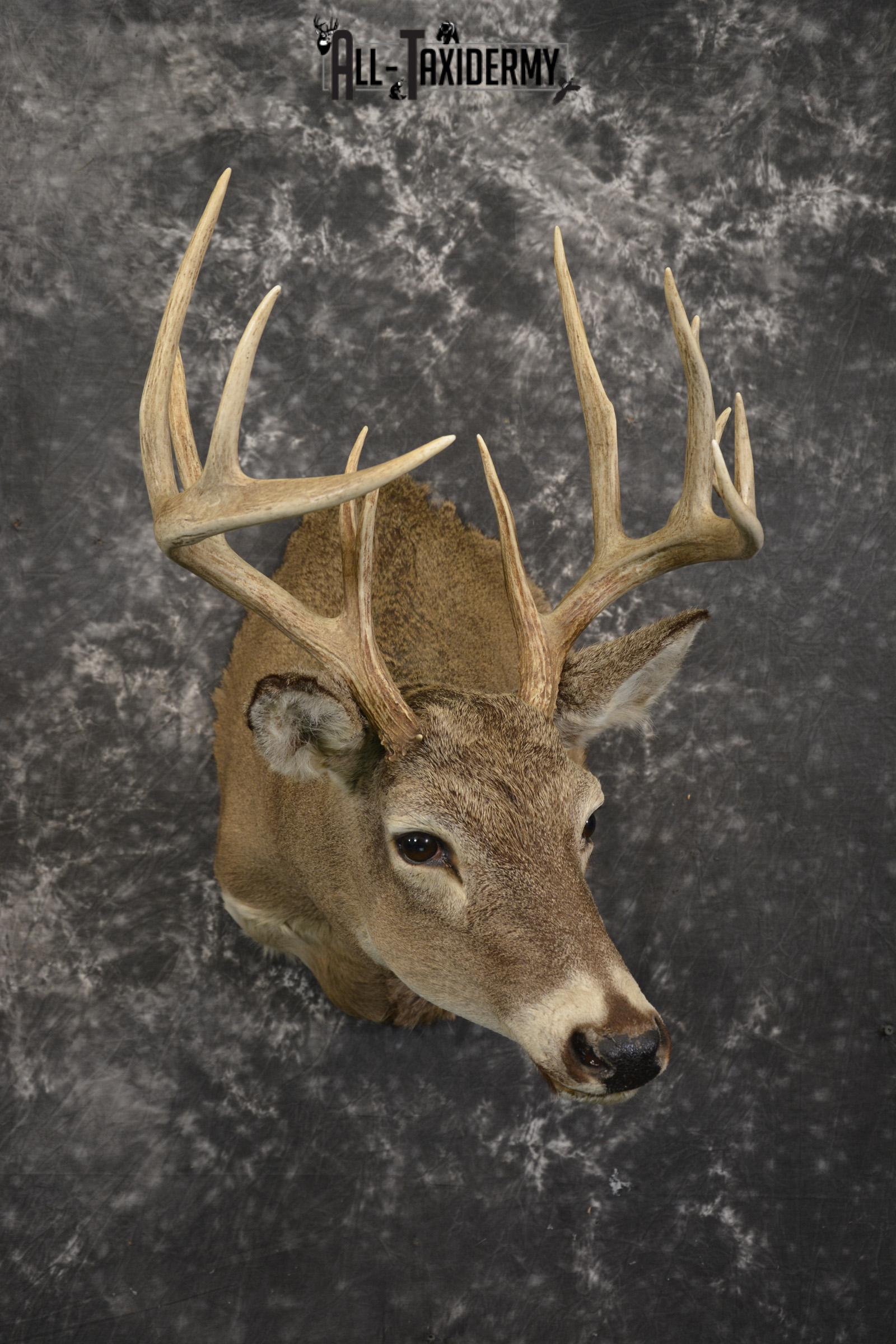 14 Point whitetail taxidermy shoulder mount for sale SKU 2106