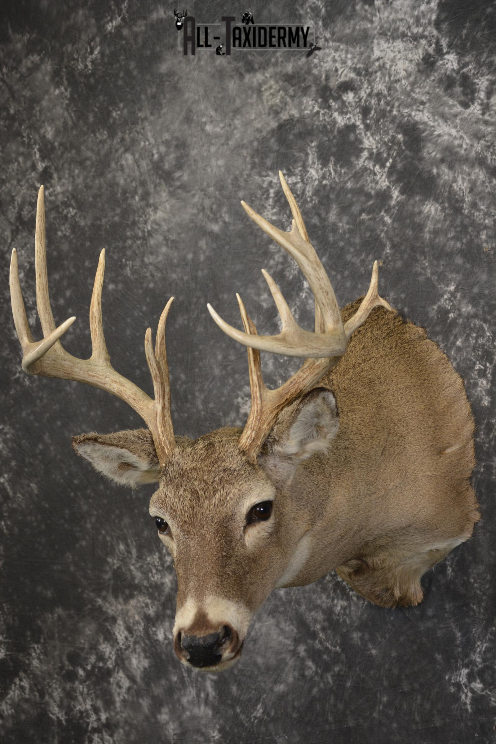 14 Point whitetail taxidermy shoulder mount for sale SKU 2106 - Image 8