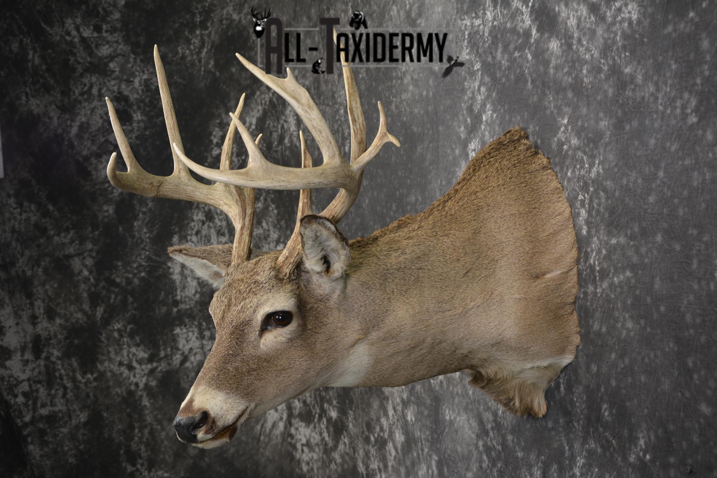 14 Point whitetail taxidermy shoulder mount for sale SKU 2106 - Image 7