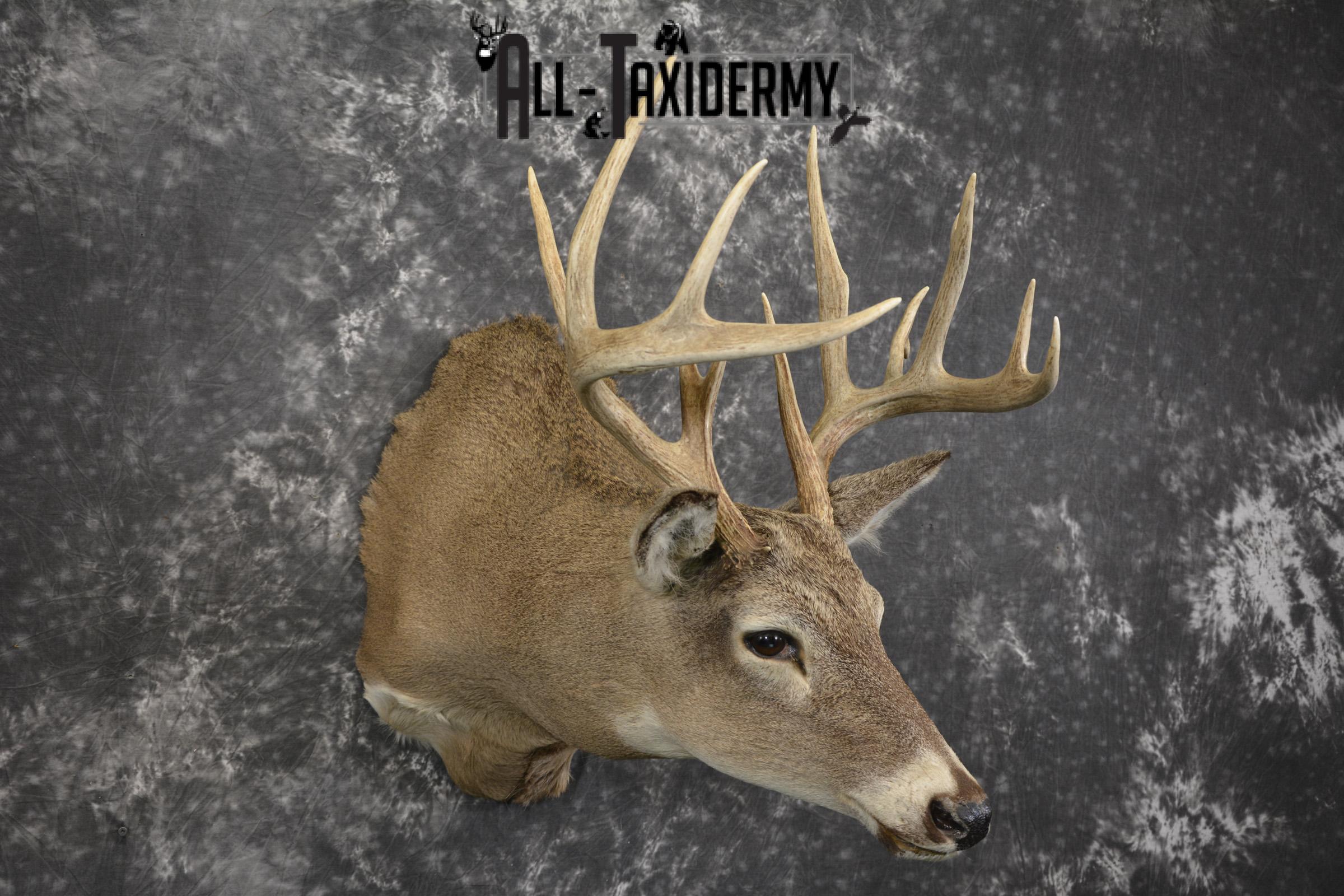 14 Point whitetail taxidermy shoulder mount for sale SKU 2106 - Image 6