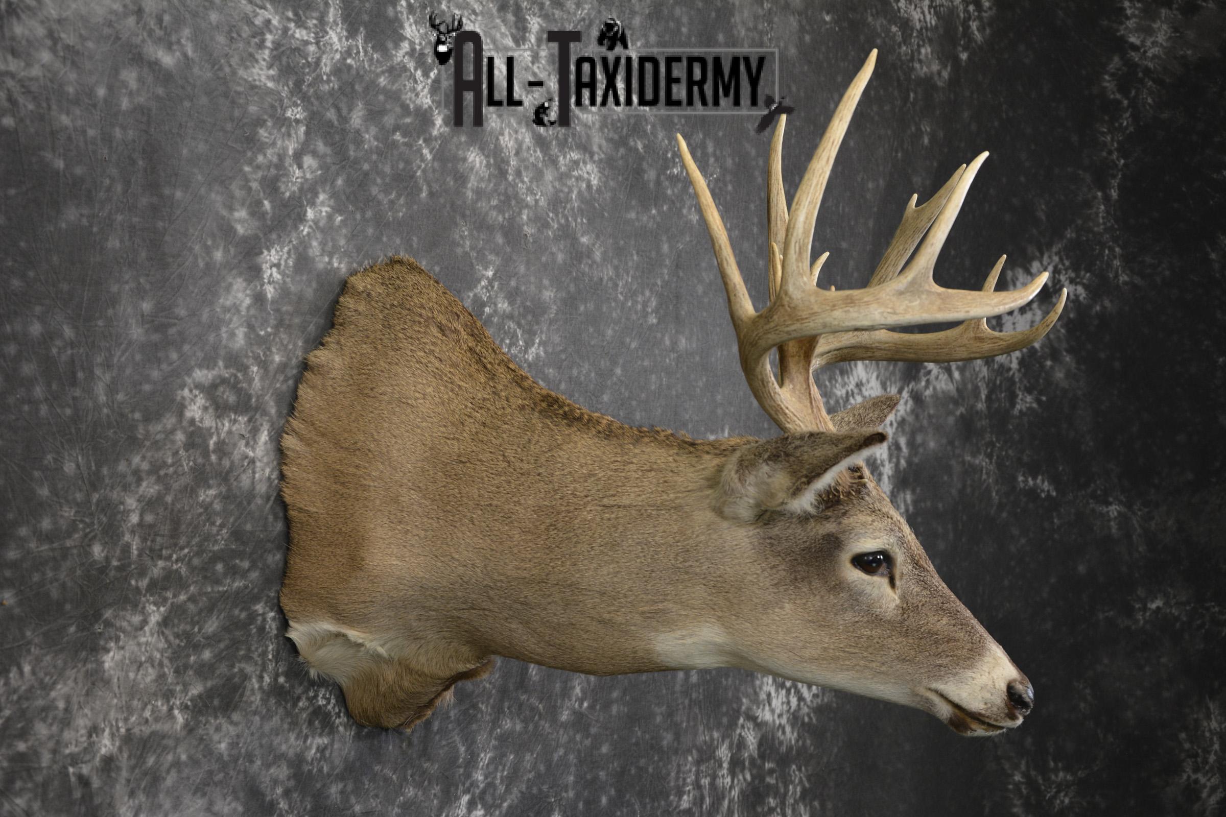 14 Point whitetail taxidermy shoulder mount for sale SKU 2106 - Image 5