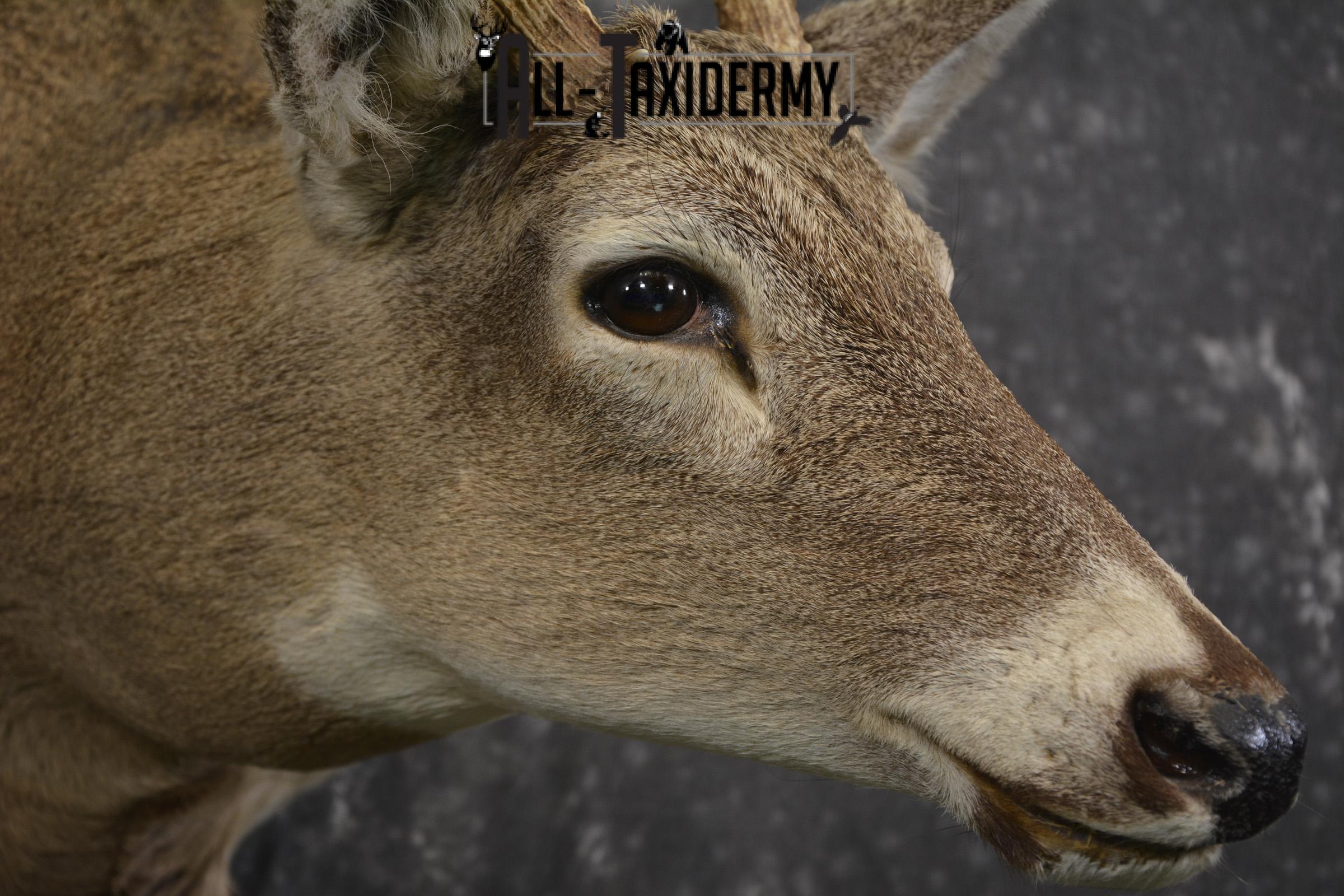 14 Point whitetail taxidermy shoulder mount for sale SKU 2106 - Image 4