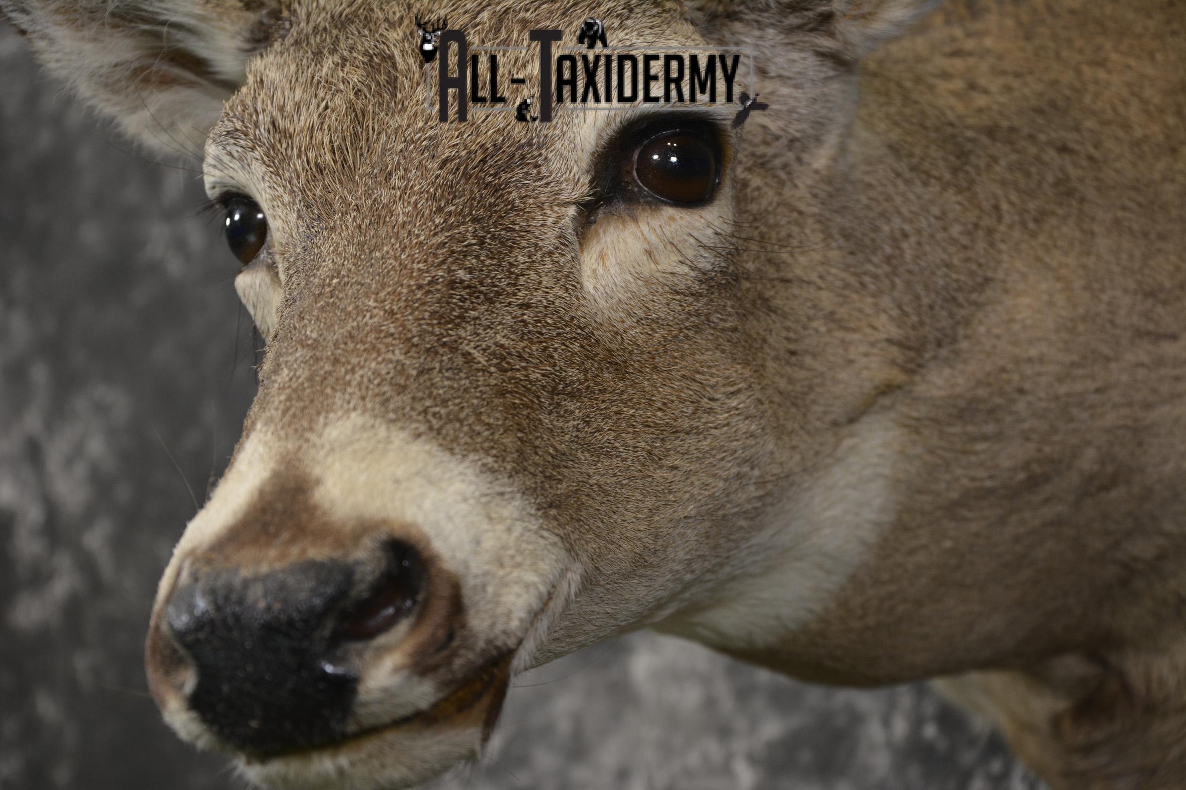 14 Point whitetail taxidermy shoulder mount for sale SKU 2106 - Image 3