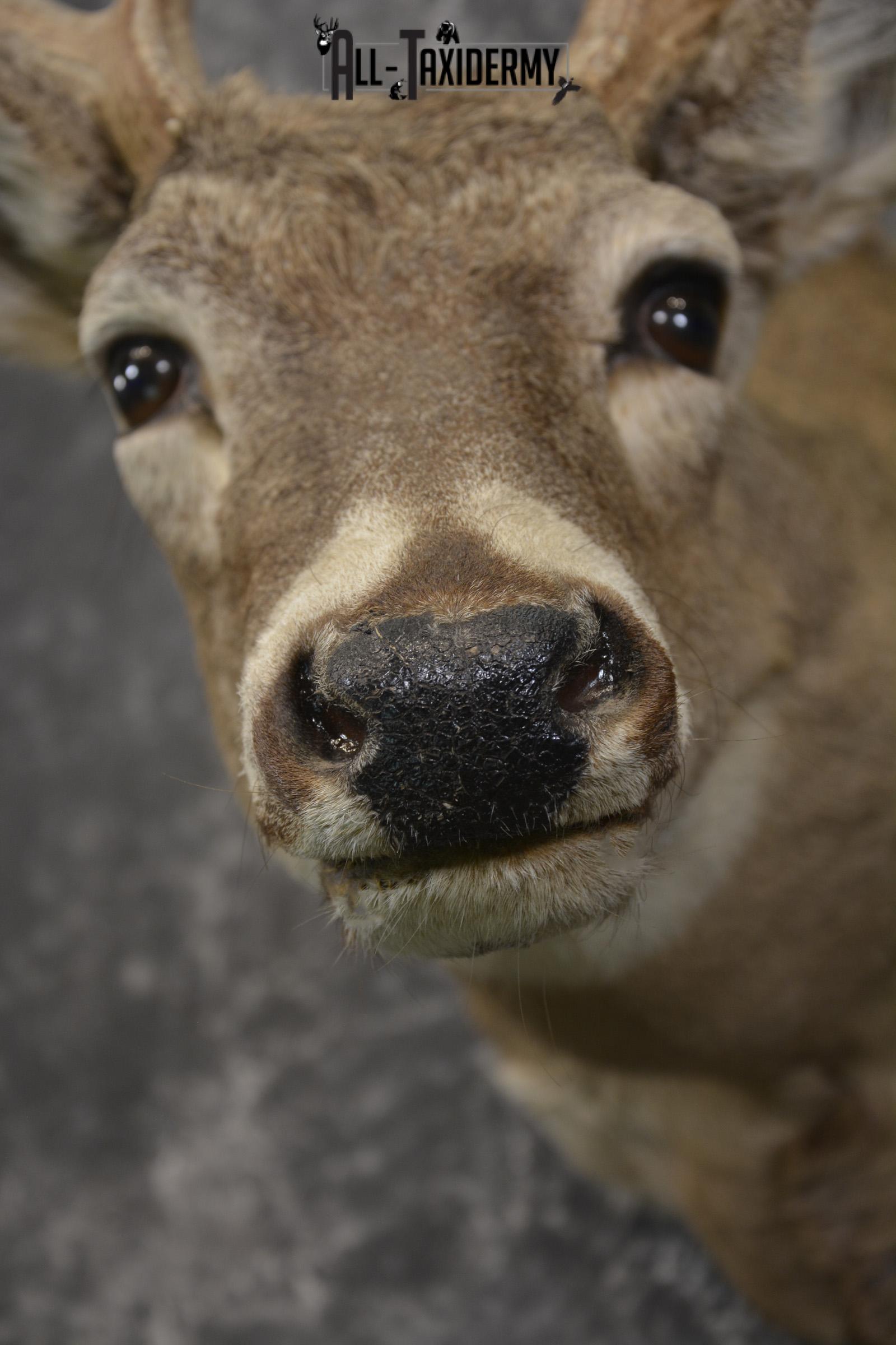 14 Point whitetail taxidermy shoulder mount for sale SKU 2106 - Image 2