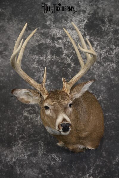 10 Point whitetail taxidermy shoulder mount for sale SKU 2105
