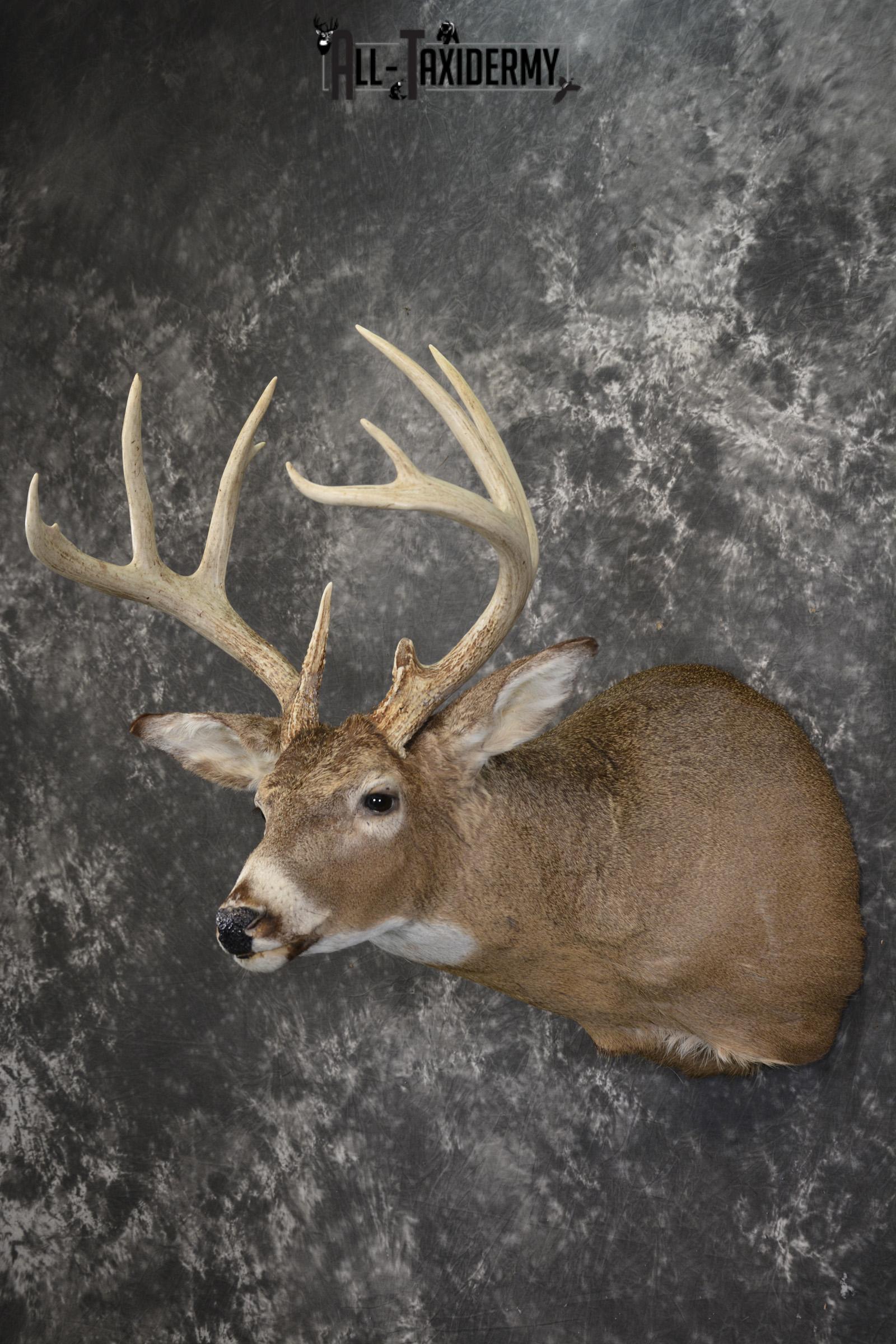 10 Point whitetail taxidermy shoulder mount for sale SKU 2105 - Image 8