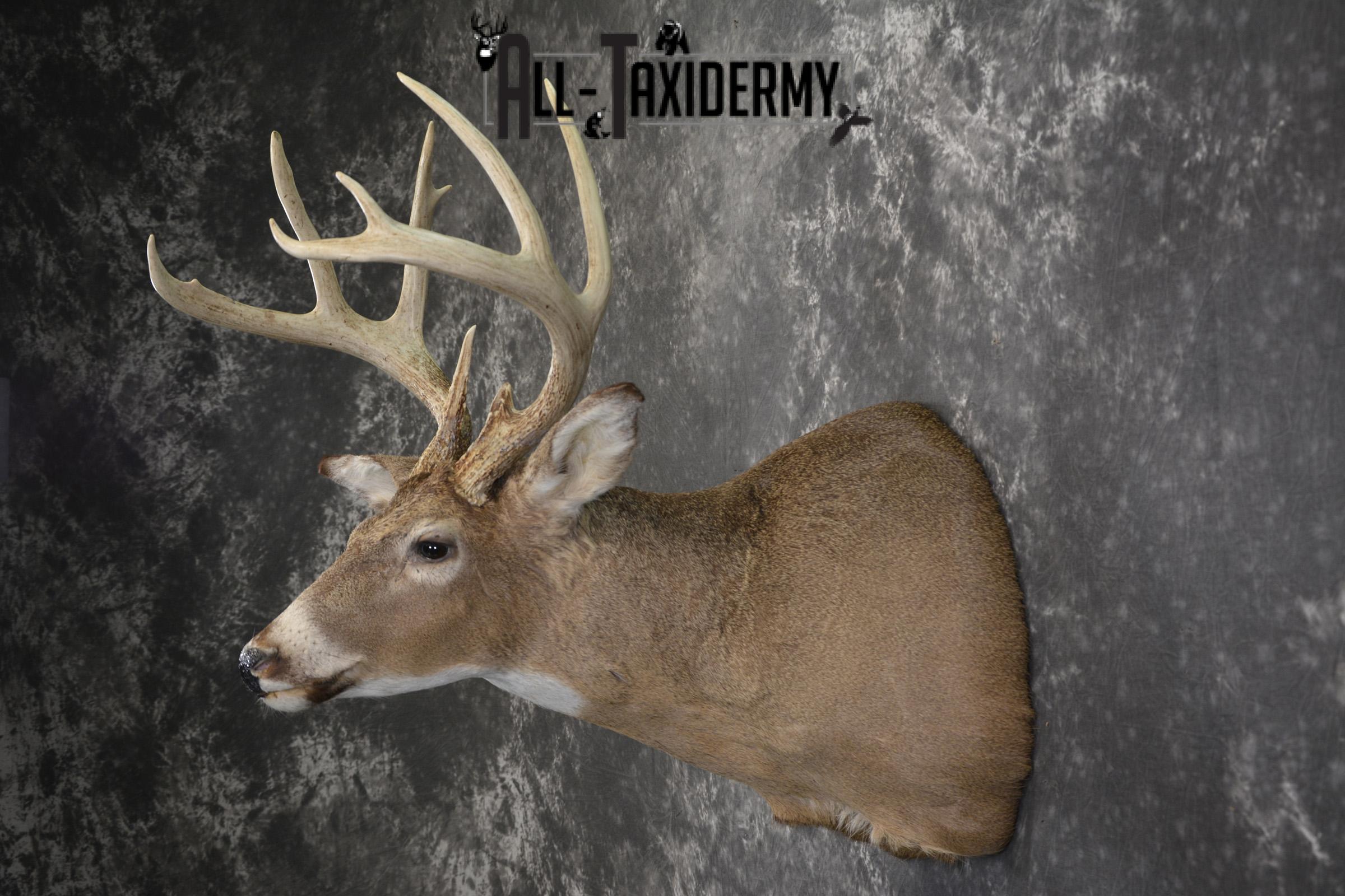 10 Point whitetail taxidermy shoulder mount for sale SKU 2105 - Image 7