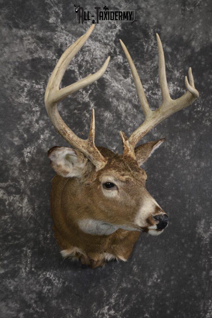 10 Point whitetail taxidermy shoulder mount for sale SKU 2105 - All ...