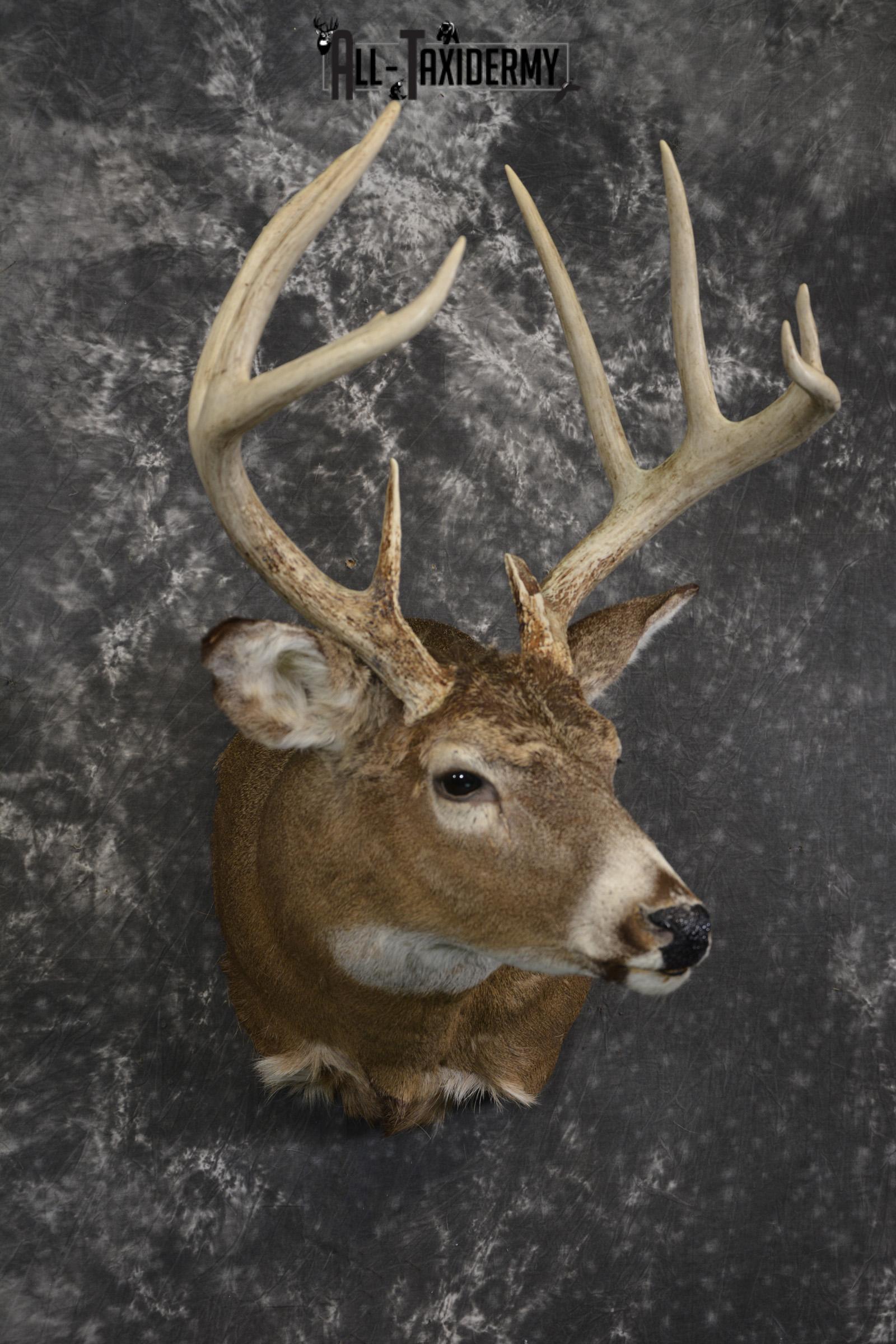 10 Point whitetail taxidermy shoulder mount for sale SKU 2105 - Image 6
