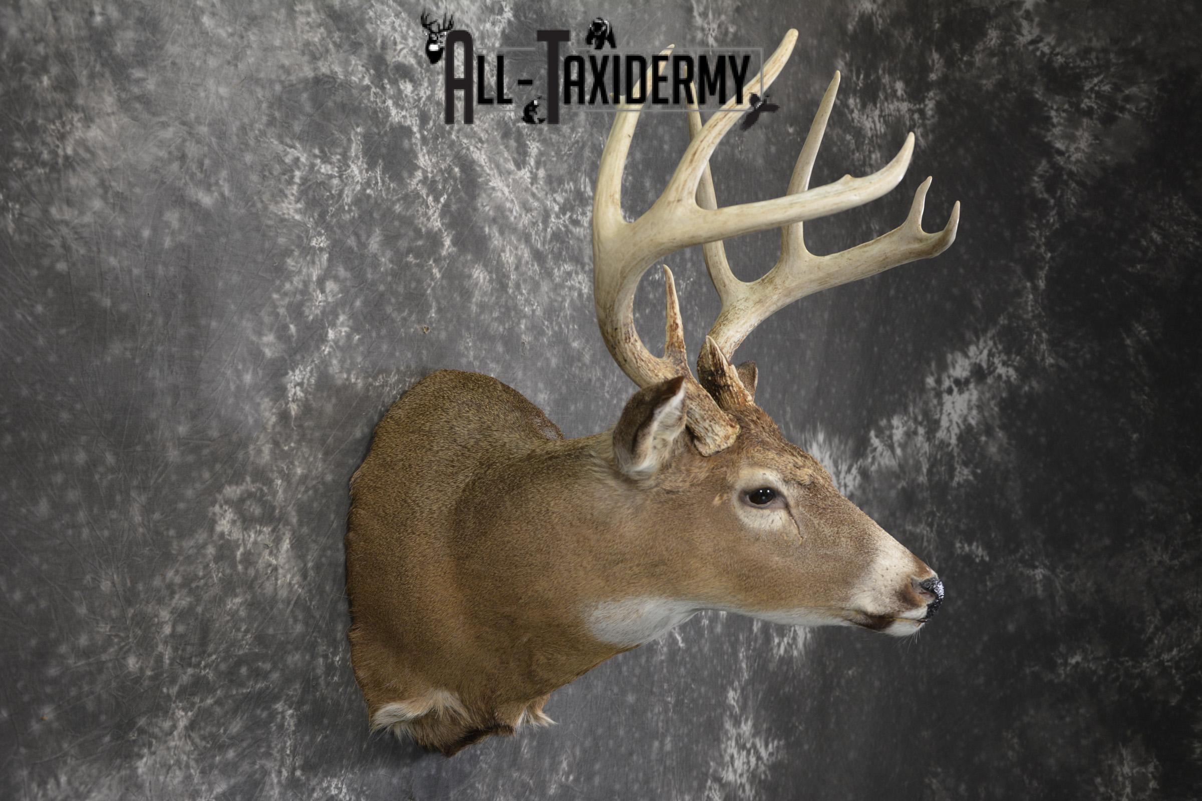 10 Point whitetail taxidermy shoulder mount for sale SKU 2105 - Image 5