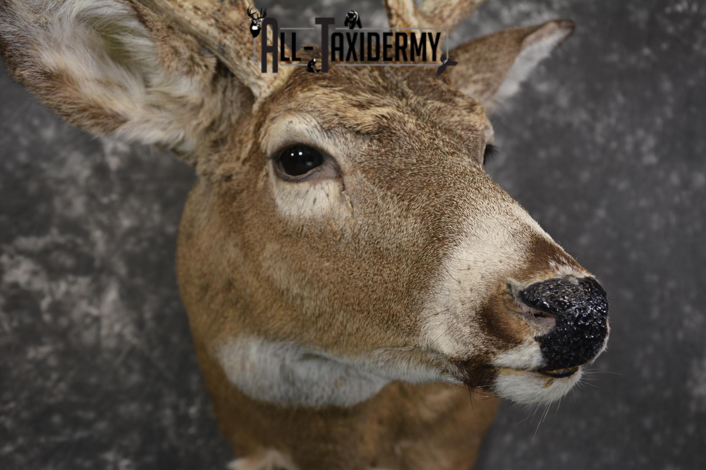 10 Point whitetail taxidermy shoulder mount for sale SKU 2105 - Image 4