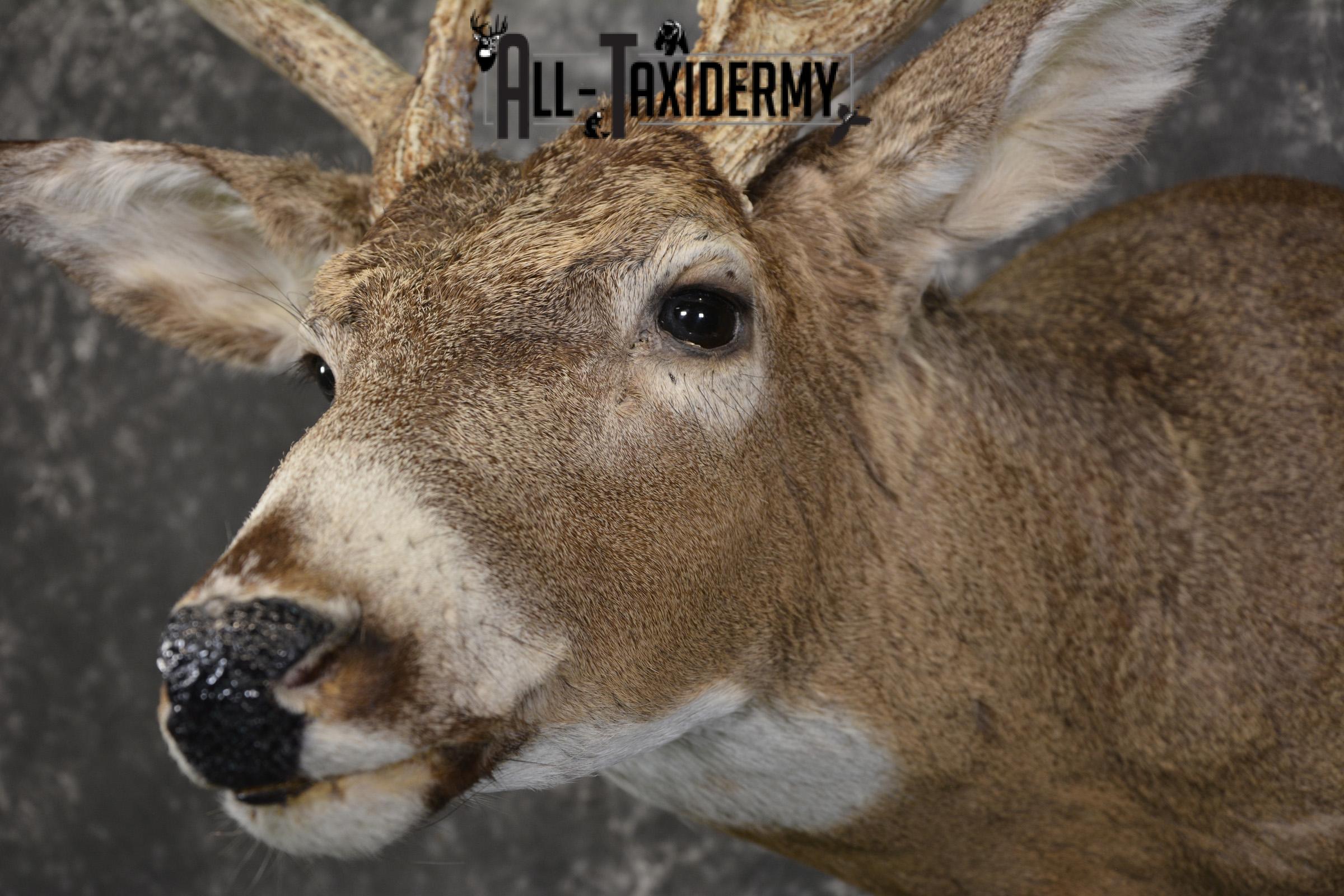 10 Point whitetail taxidermy shoulder mount for sale SKU 2105 - Image 3