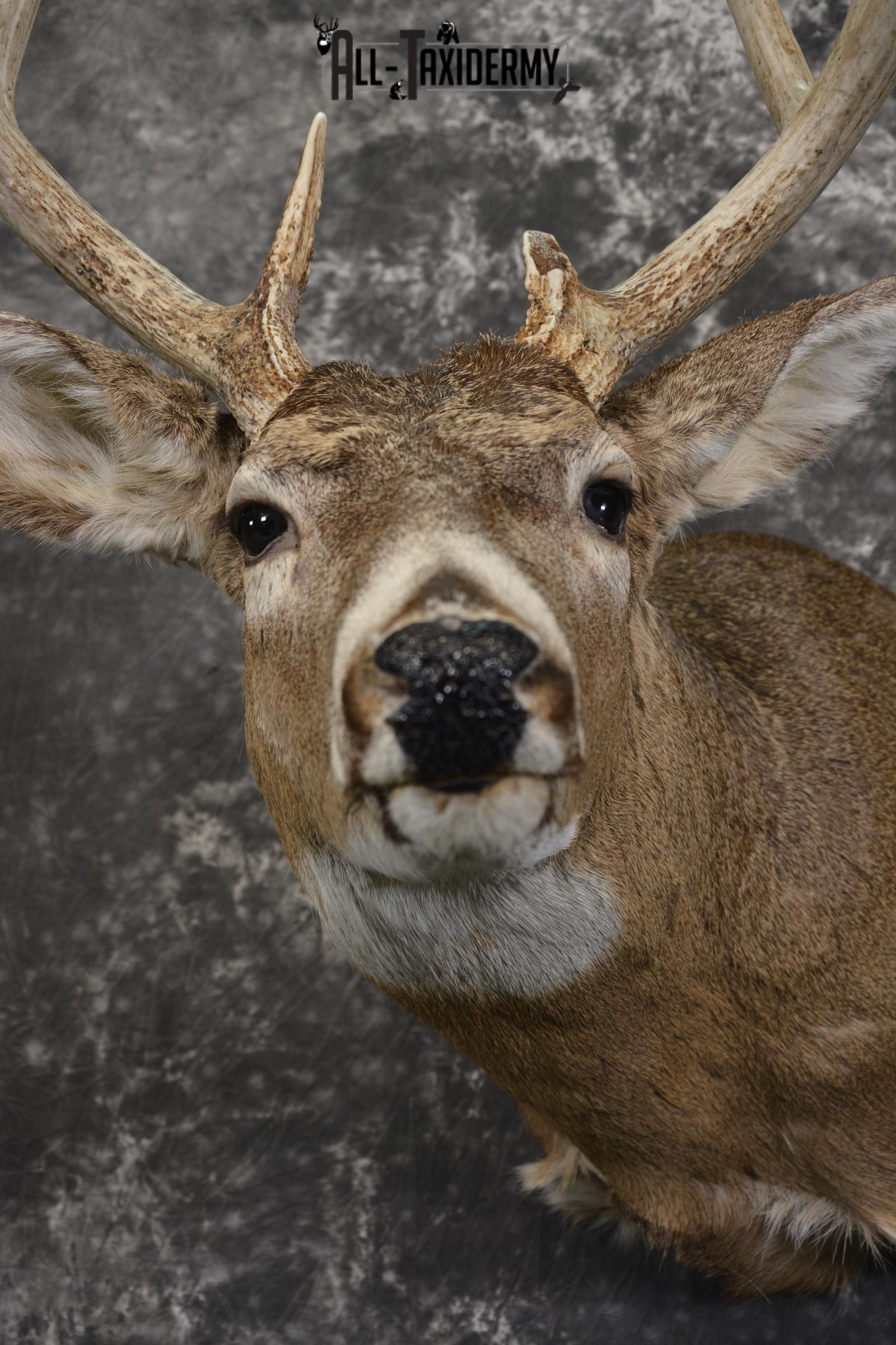 10 Point whitetail taxidermy shoulder mount for sale SKU 2105 - Image 2