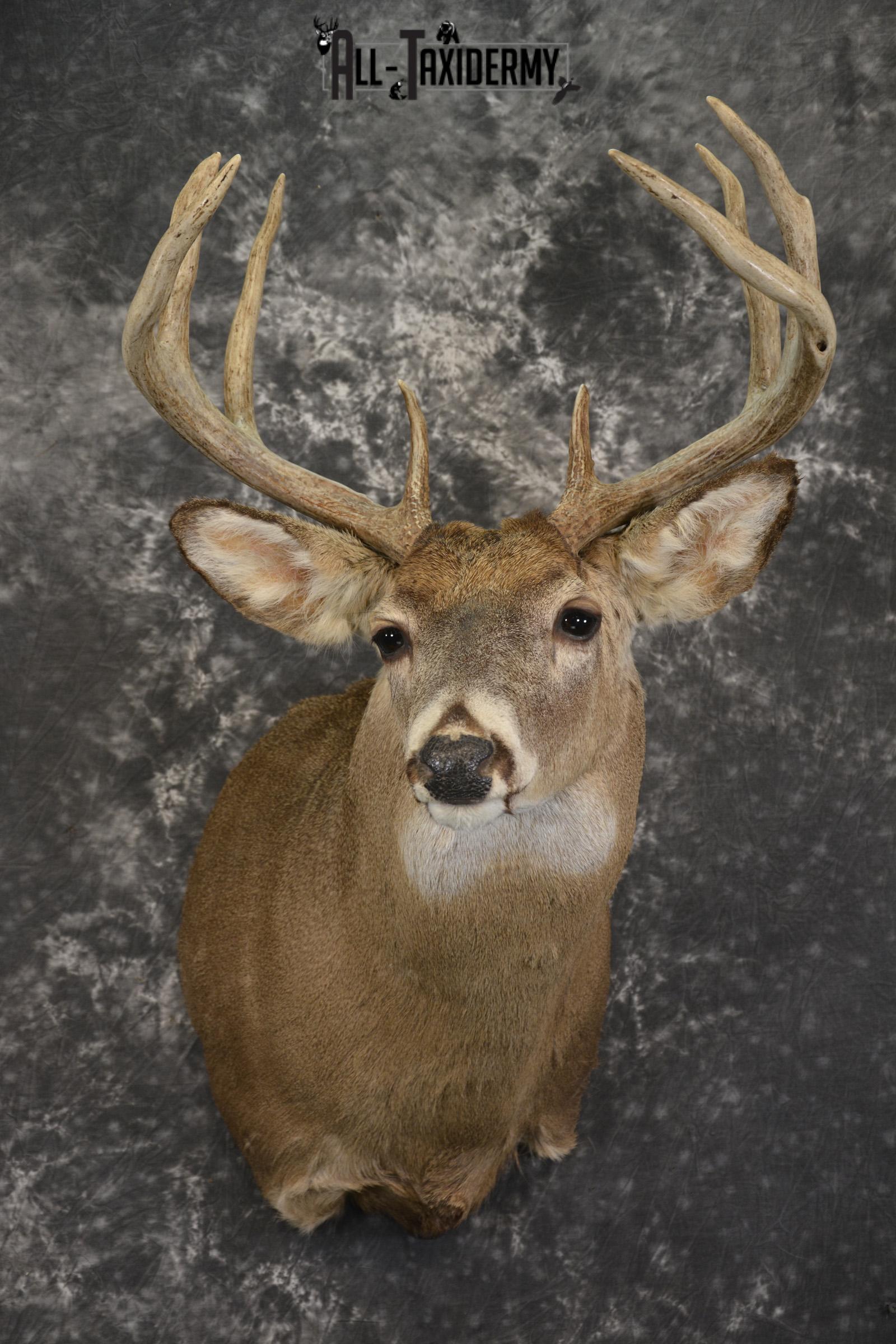8 Point whitetail taxidermy shoulder mount for sale SKU 2102