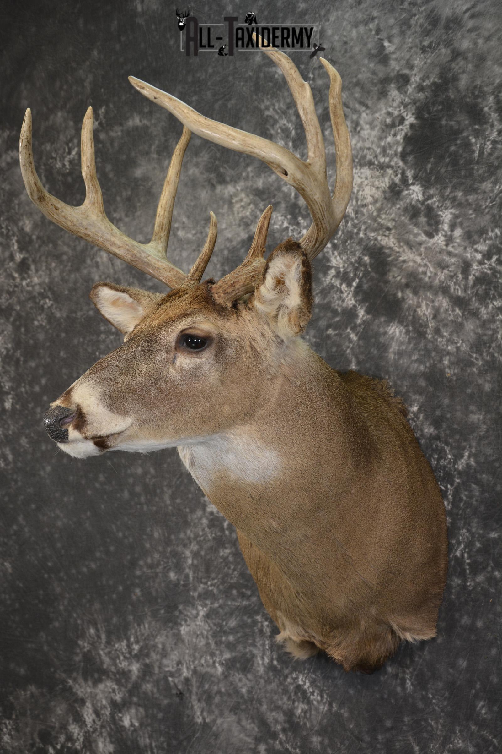 8 Point whitetail taxidermy shoulder mount for sale SKU 2102 - Image 8