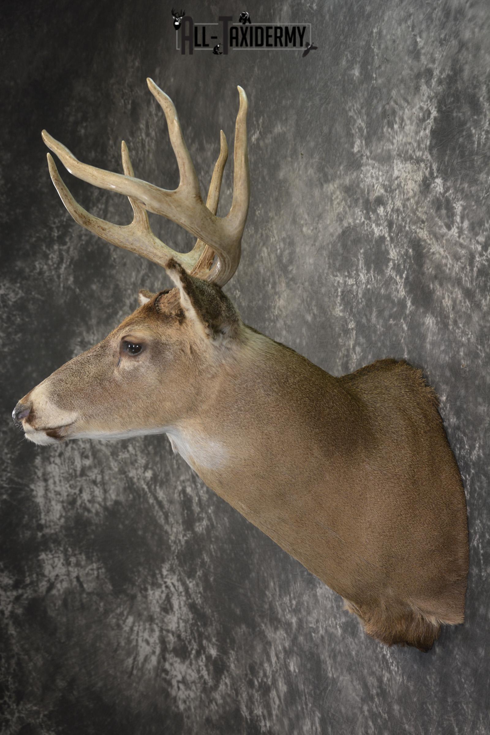 8 Point whitetail taxidermy shoulder mount for sale SKU 2102 - Image 7