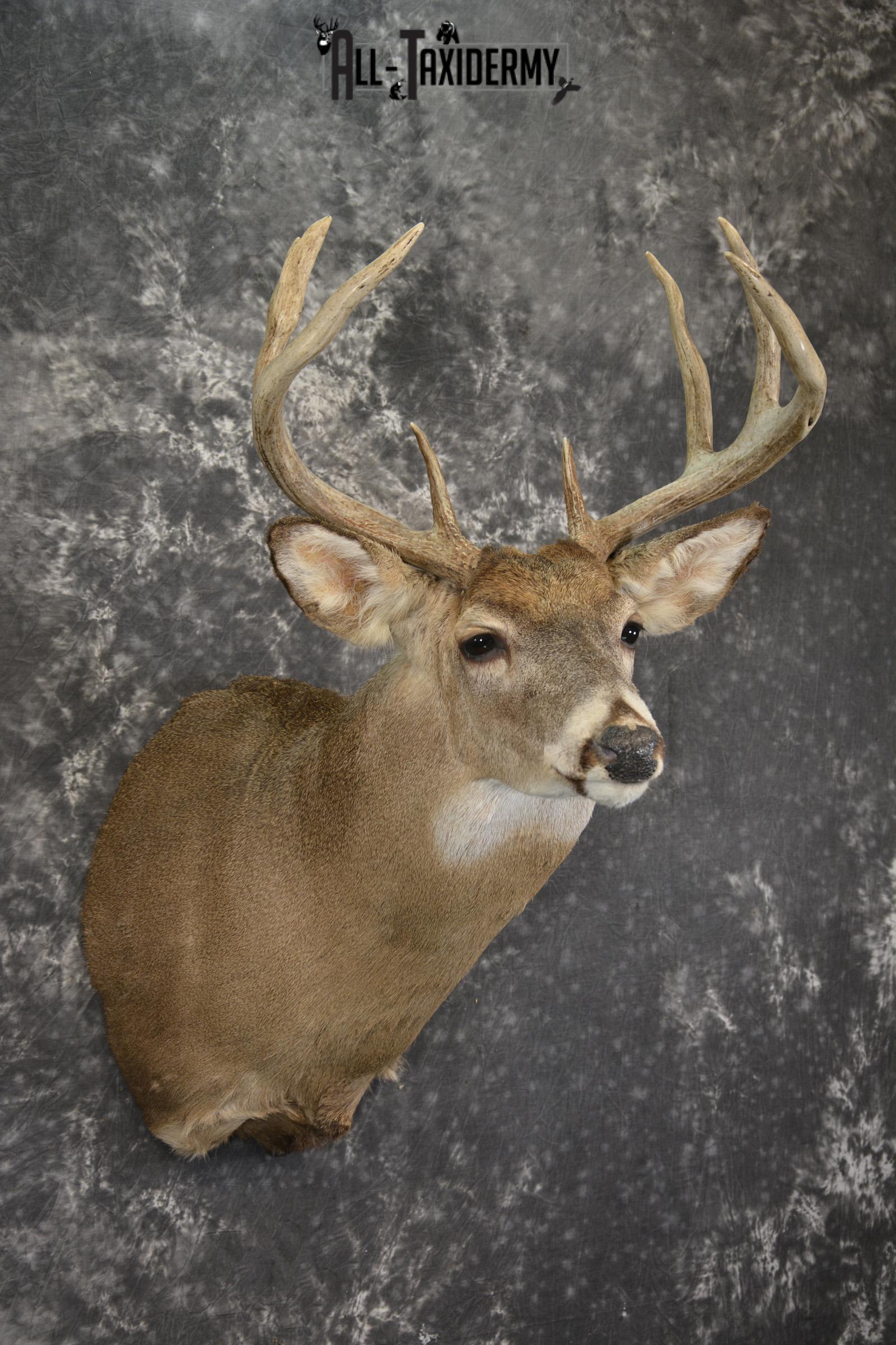 8 Point whitetail taxidermy shoulder mount for sale SKU 2102 - Image 6