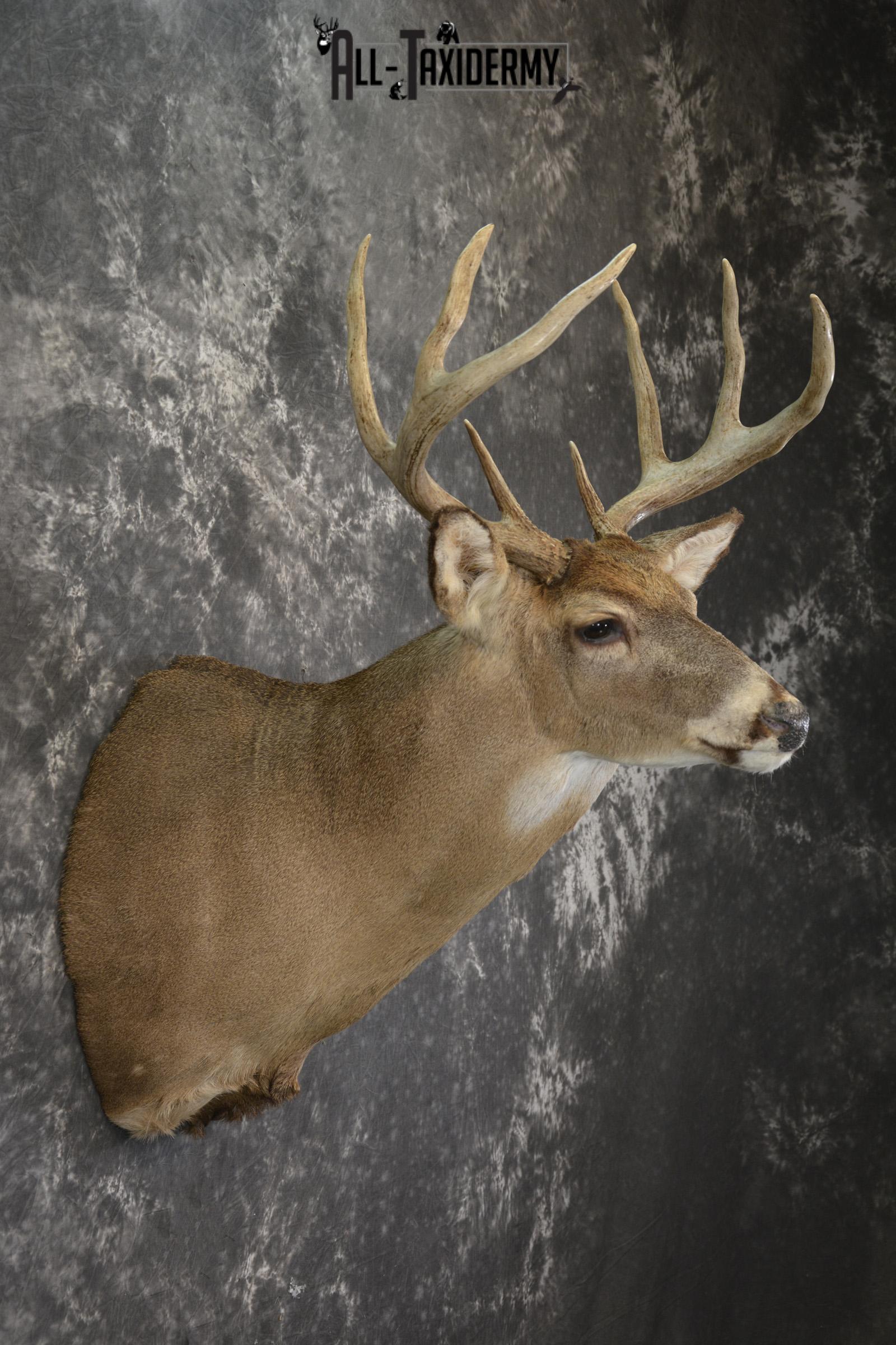 8 Point whitetail taxidermy shoulder mount for sale SKU 2102 - Image 5